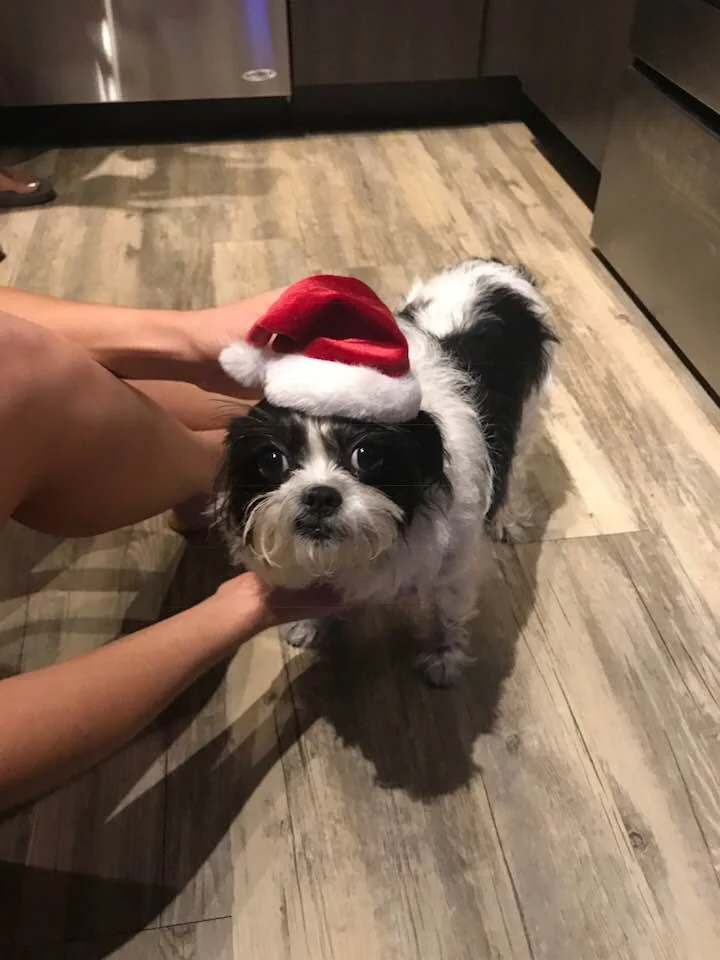 pup christmas.jpg