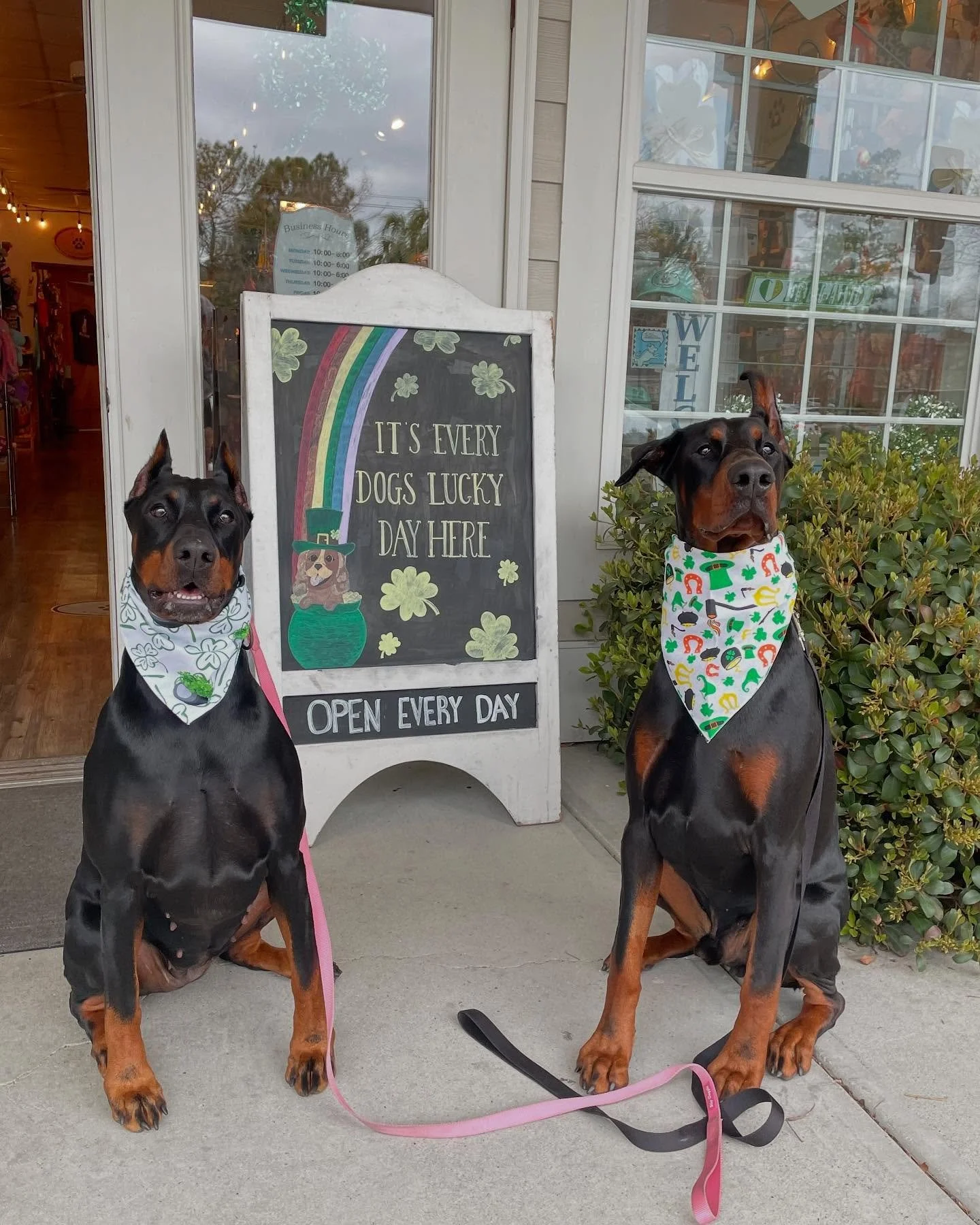 dog st patty.jpg