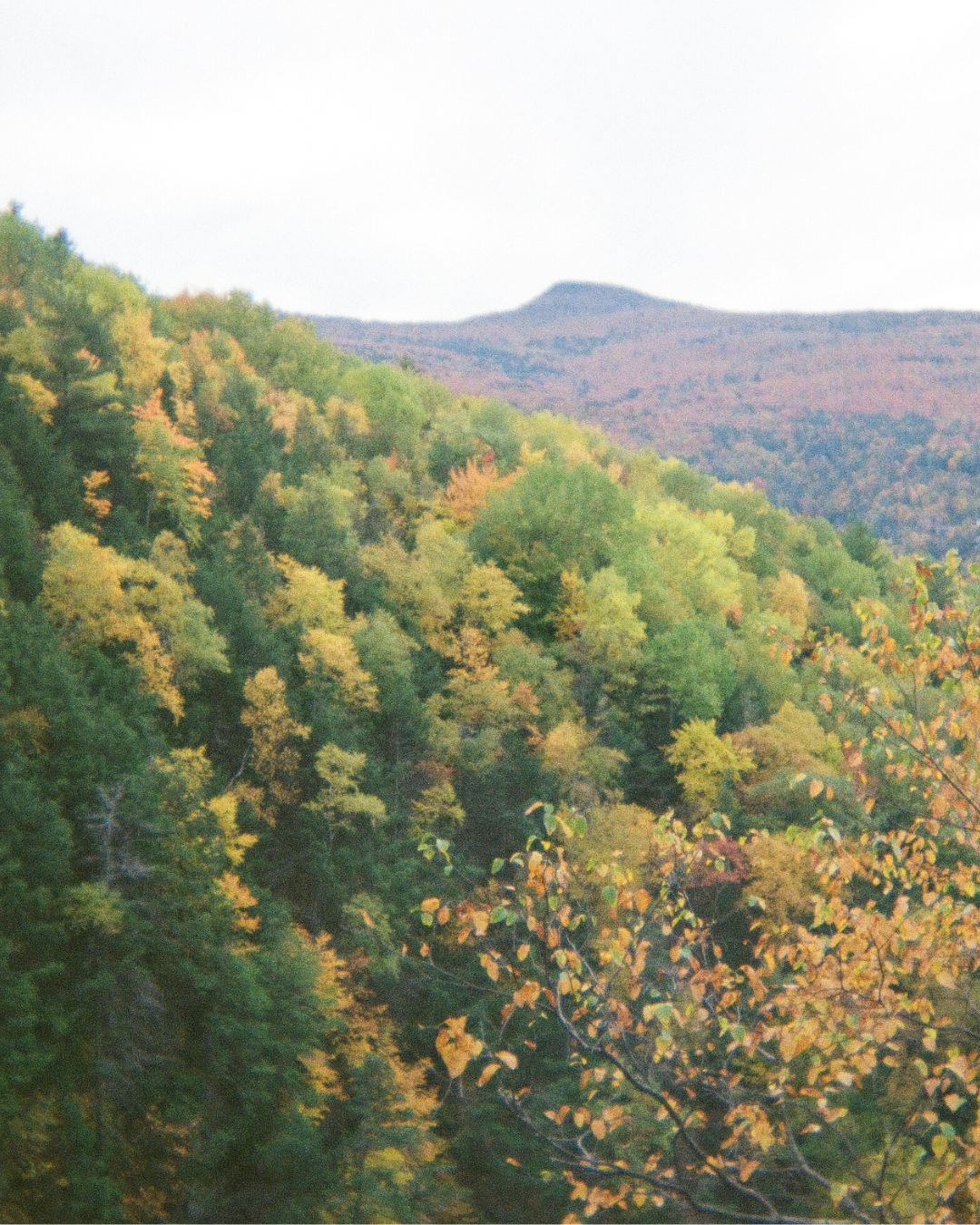 fall leaves turning colors