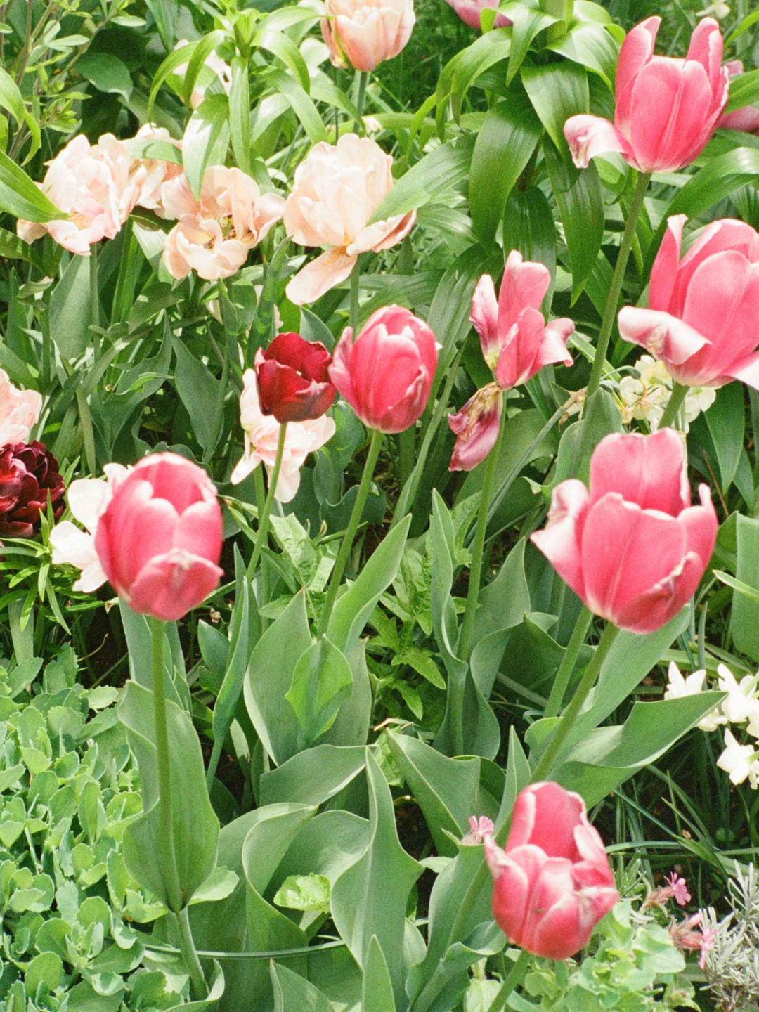 Flowers blooming