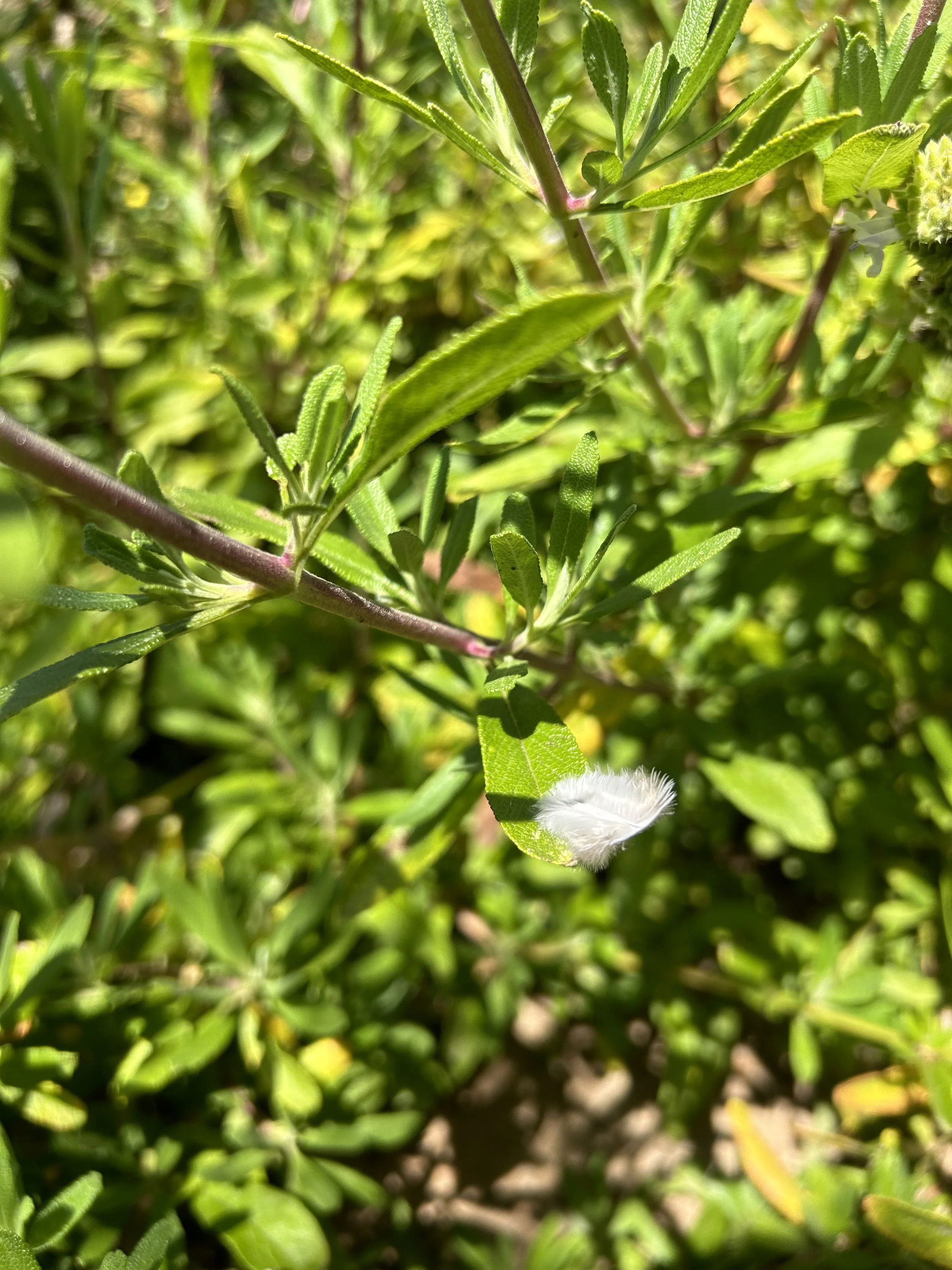 IMG_0474.jpeg