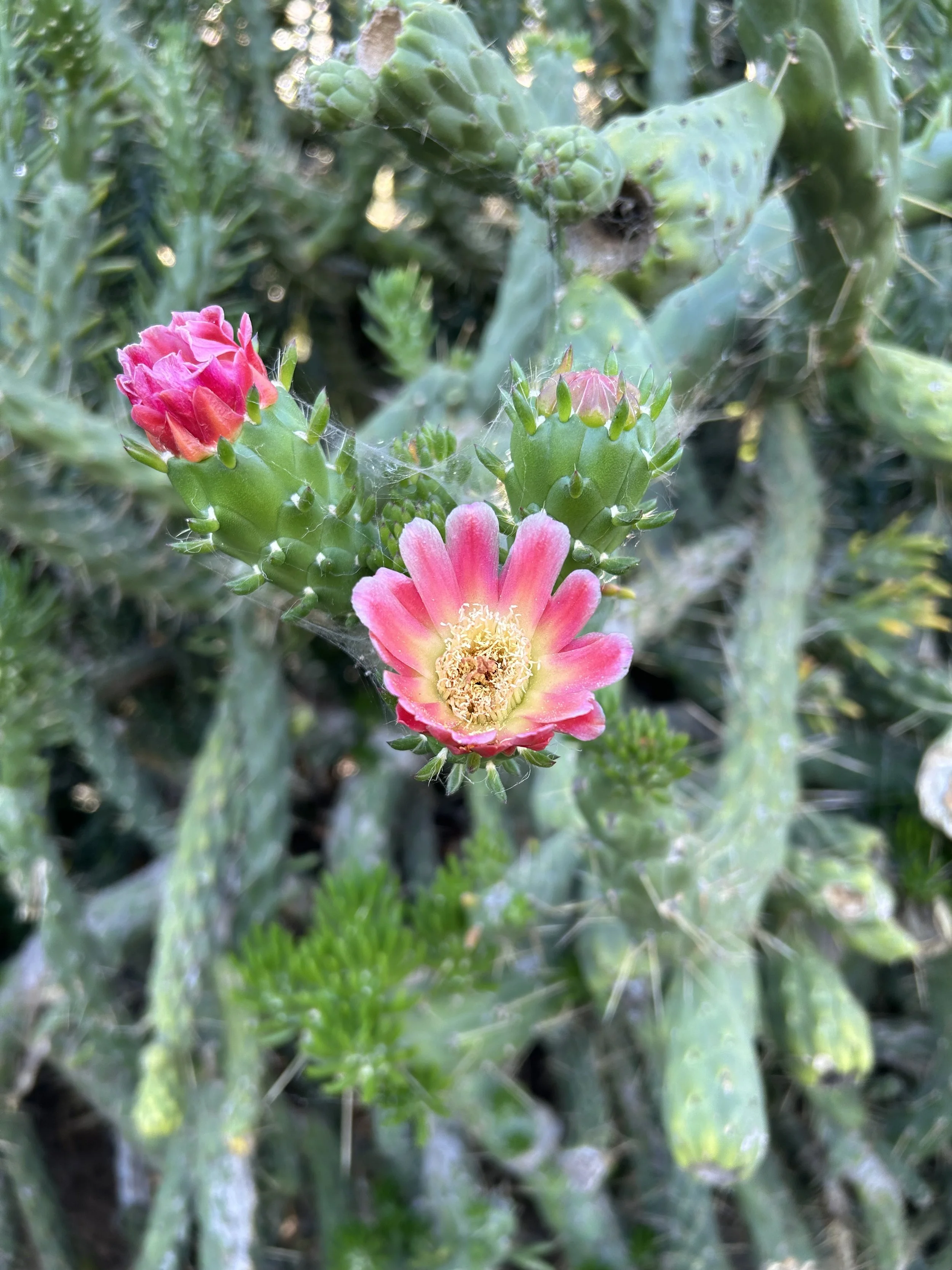 IMG_0855.jpeg