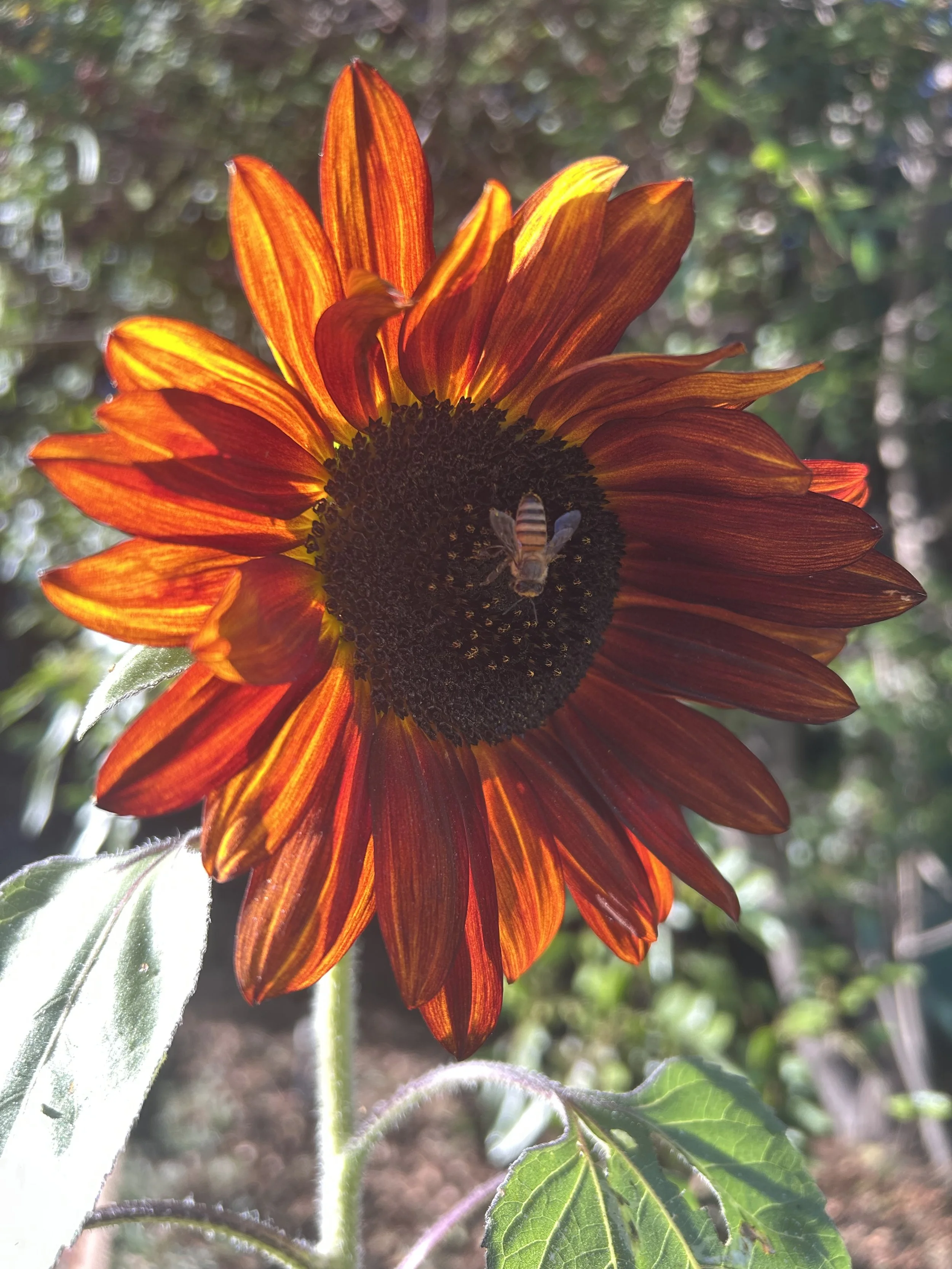 IMG_2166.jpeg