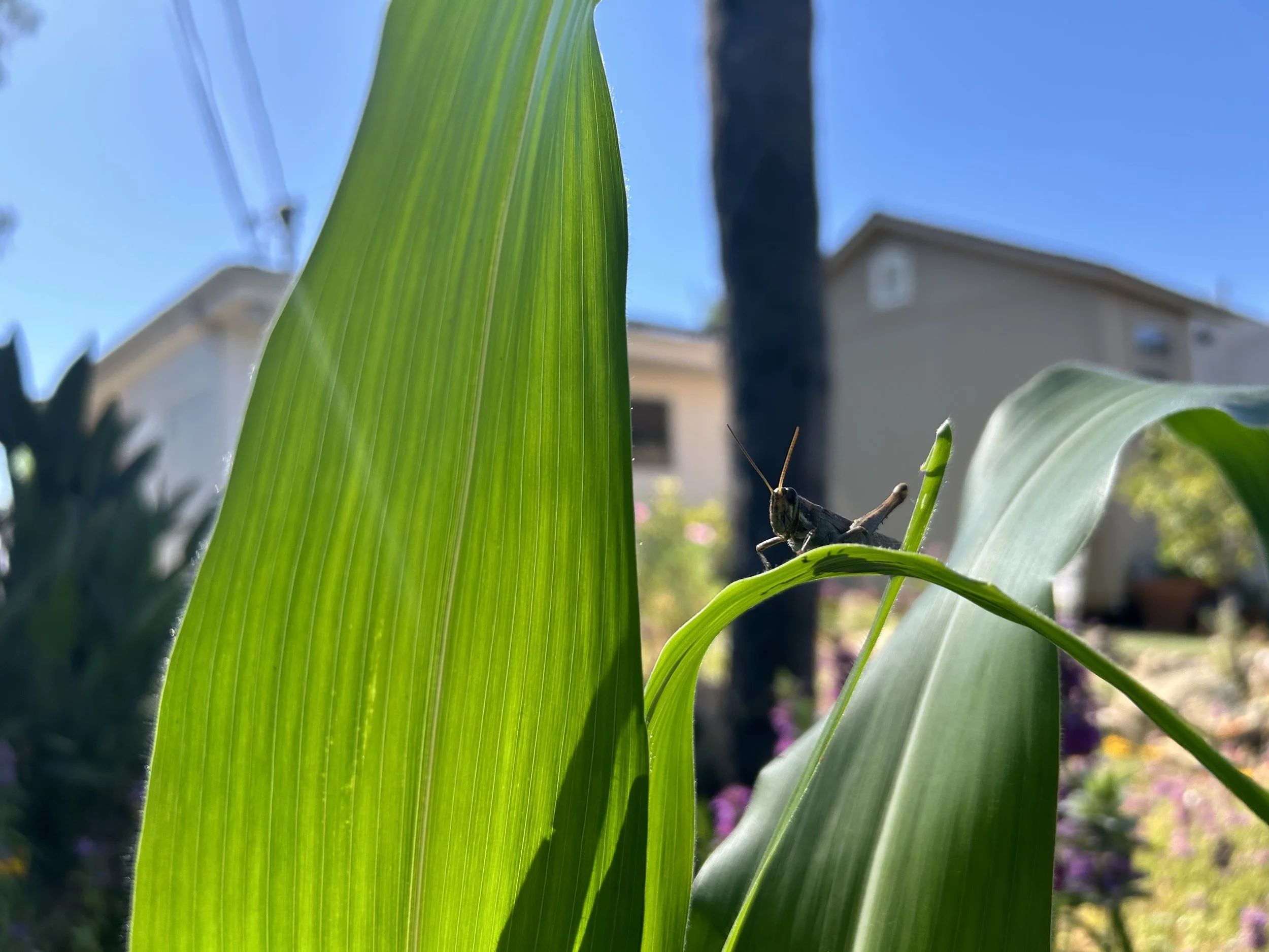 IMG_1371.jpeg