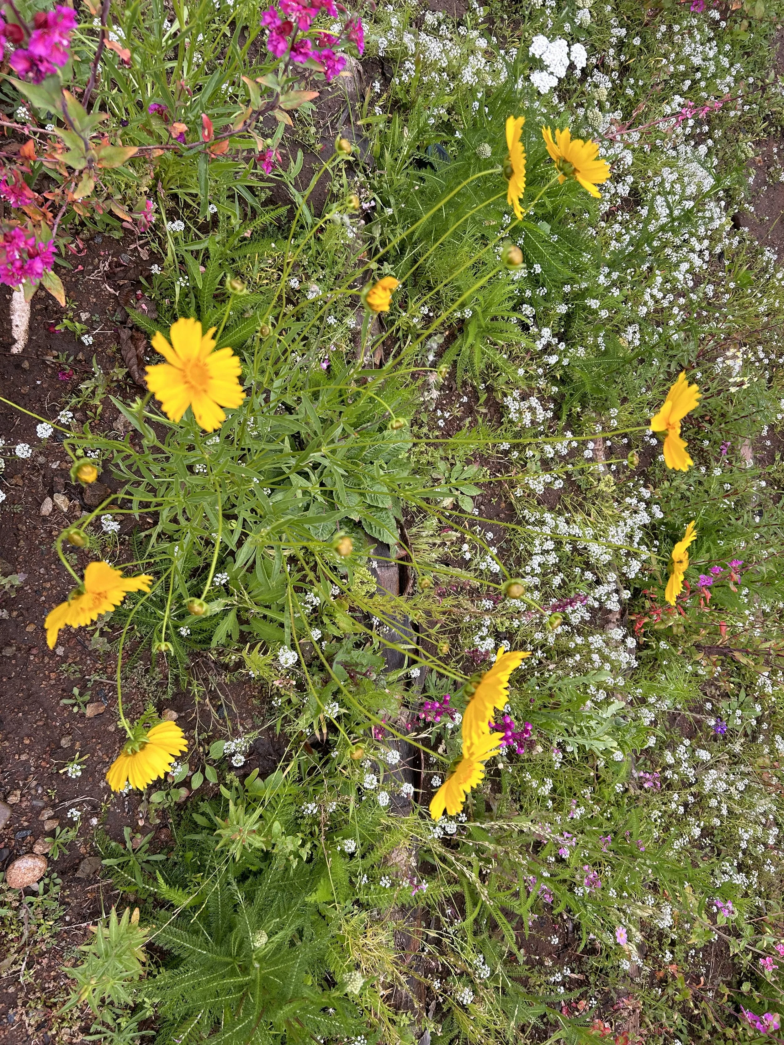 IMG_0066.jpeg