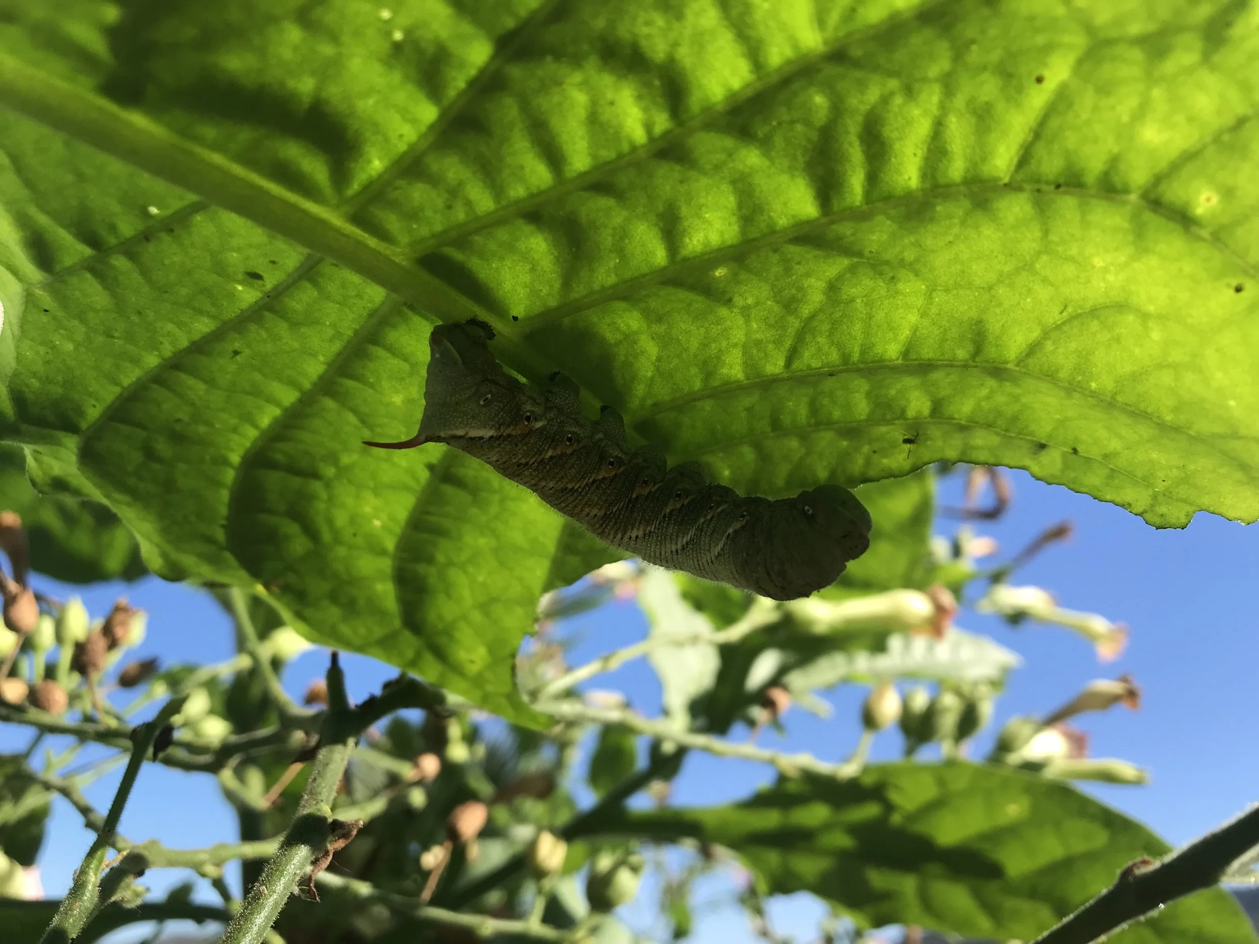 Tobacco harvest.jpg