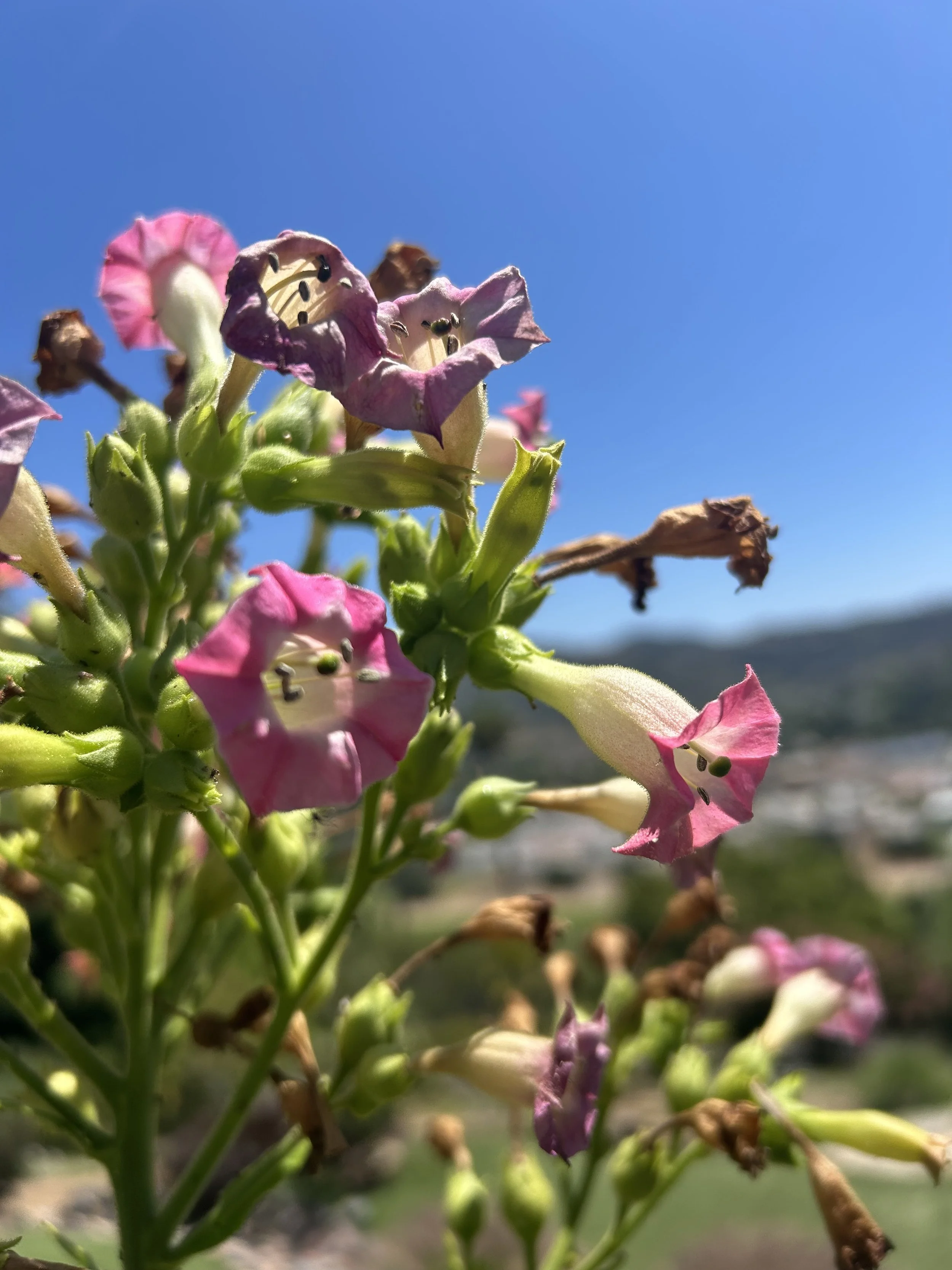 IMG_9475.jpeg