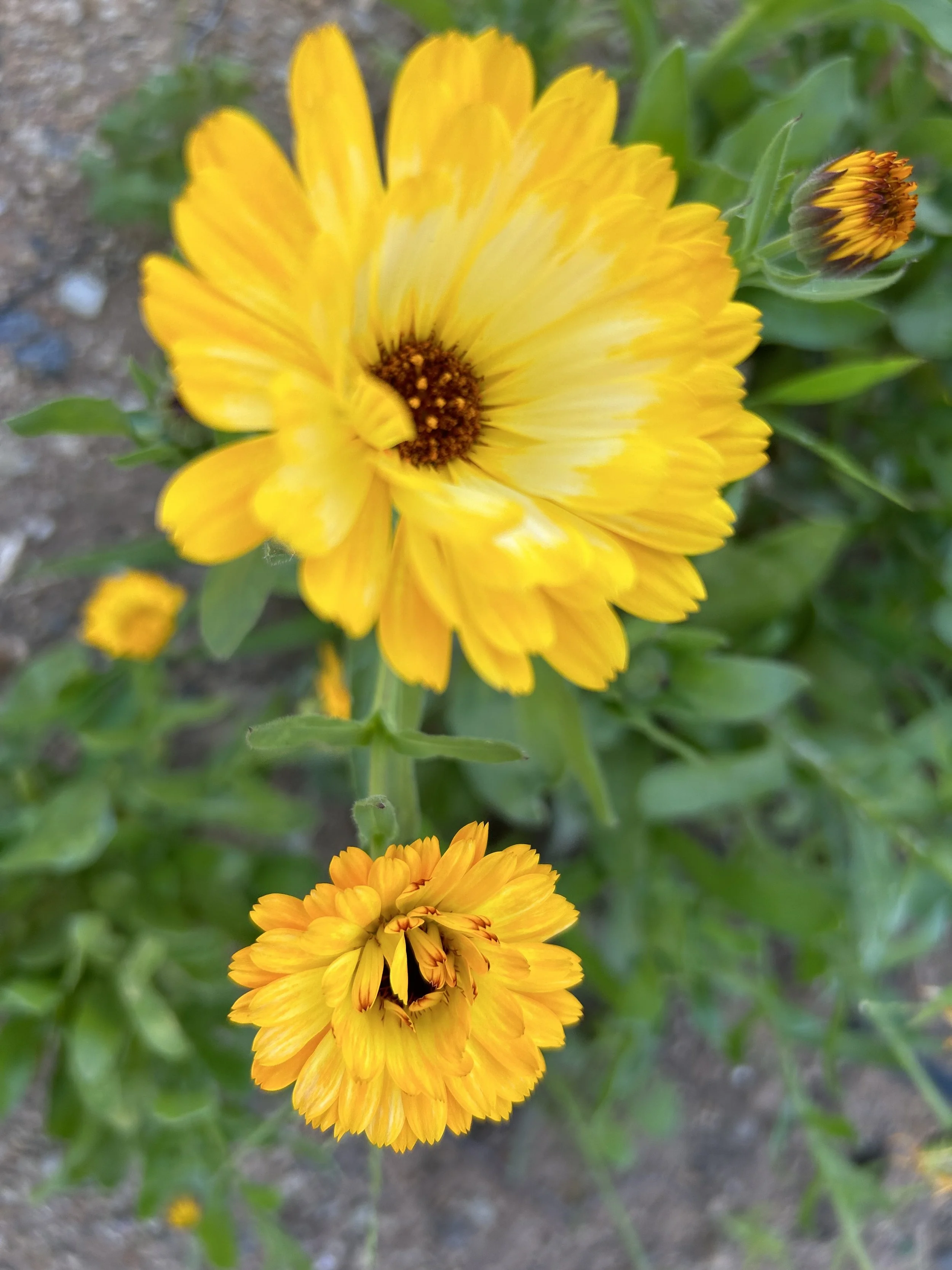 IMG_9269.jpeg
