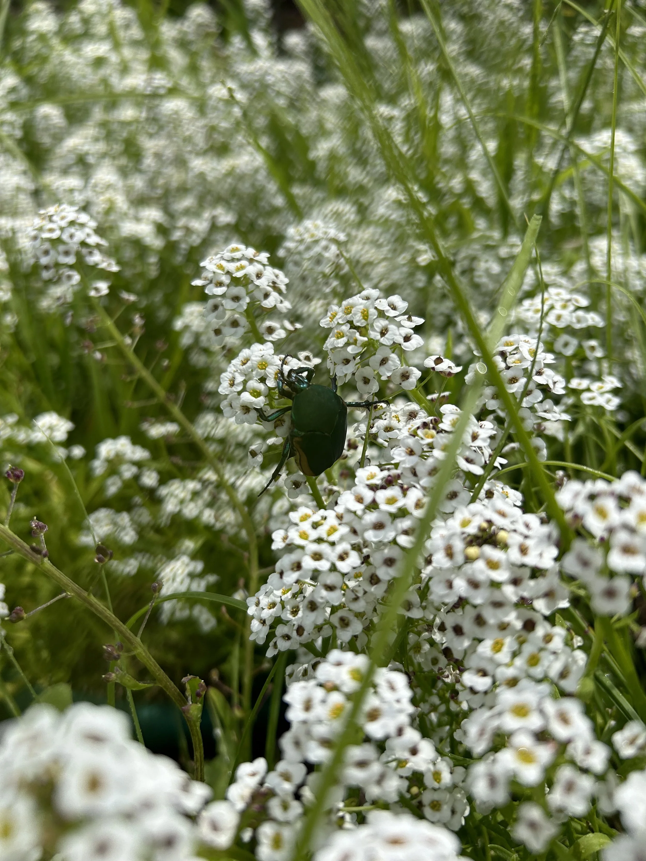 IMG_1609.jpeg