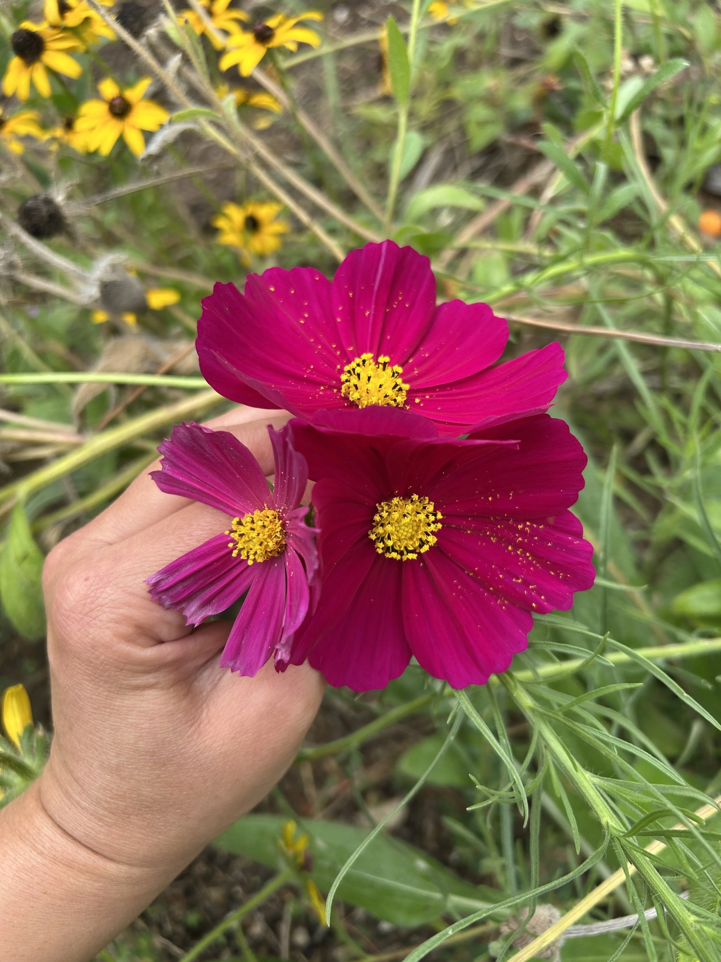 Flower harvesting 1.3.jpg