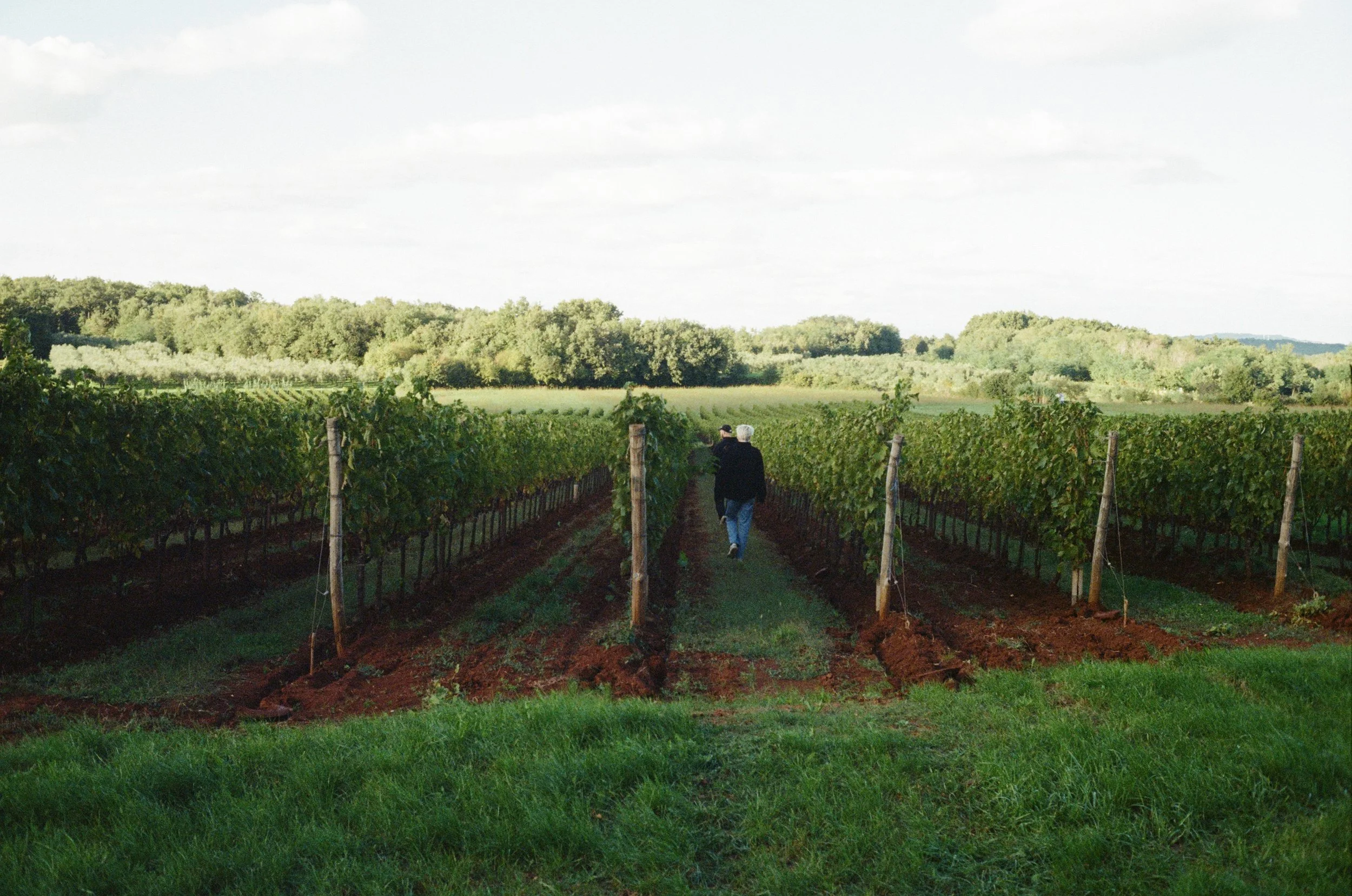 Walk in the vineyard at Sip Sip Getaway, wine retreat
