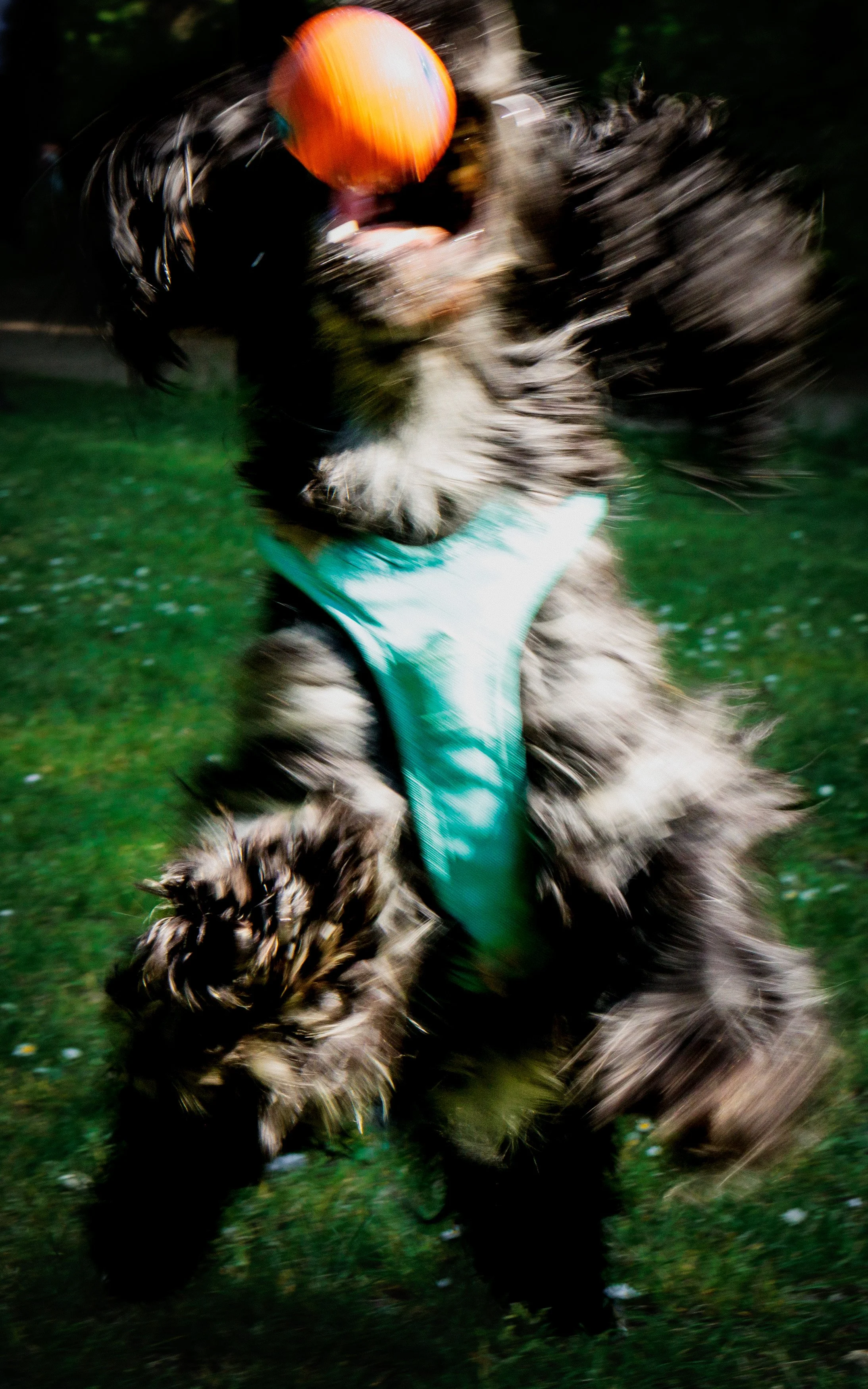 A dynamic long-exposure shot of Rosa the dog, emphasizing the motion of her leap as she catches a ball in mid-air.