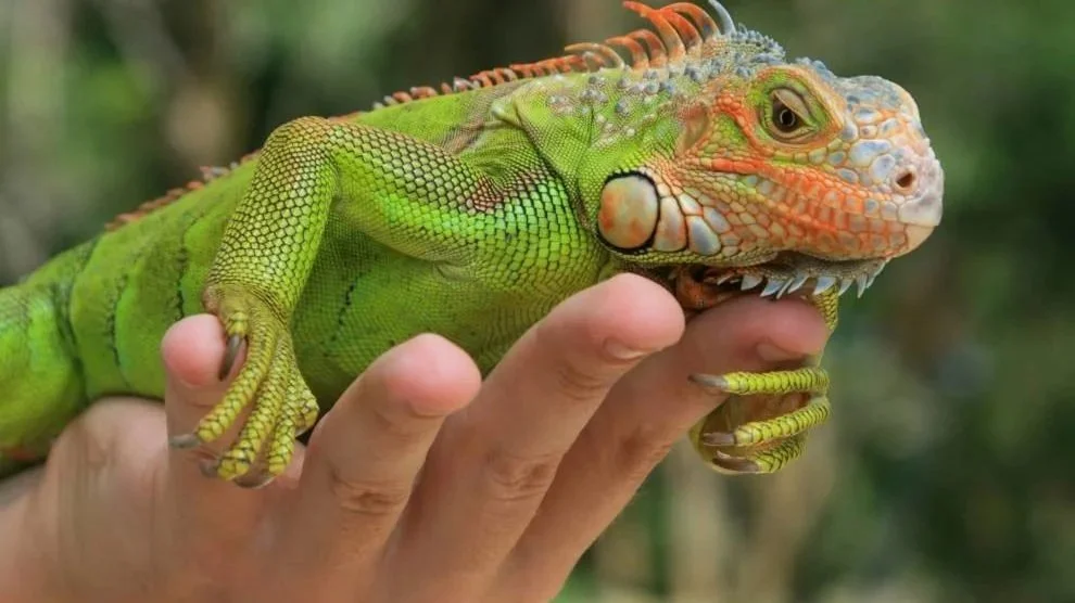iguana-sitting-on-a-hand-990x556.jpg