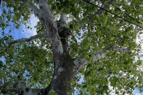 Looking up at a large tree with green leaves and a partly cloudy sky in the background.