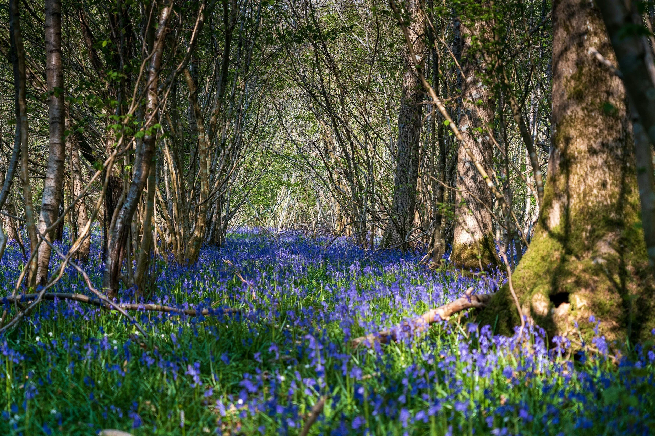 wooded areas with blue bell flowers on the ground