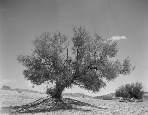 Saber Al-Zamouri_001.png