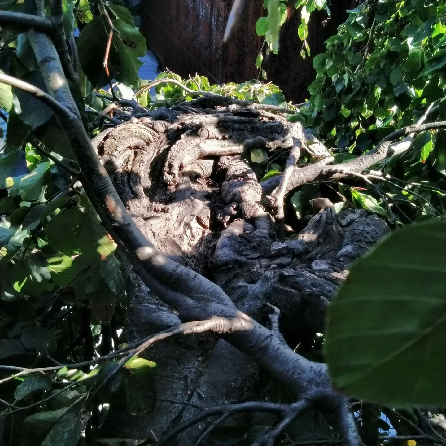 Climbed a dawyck for thinning and found this at the top! I was the first person to climb it, and no previous cuts had been made on it apart from lifting the lower canopy.