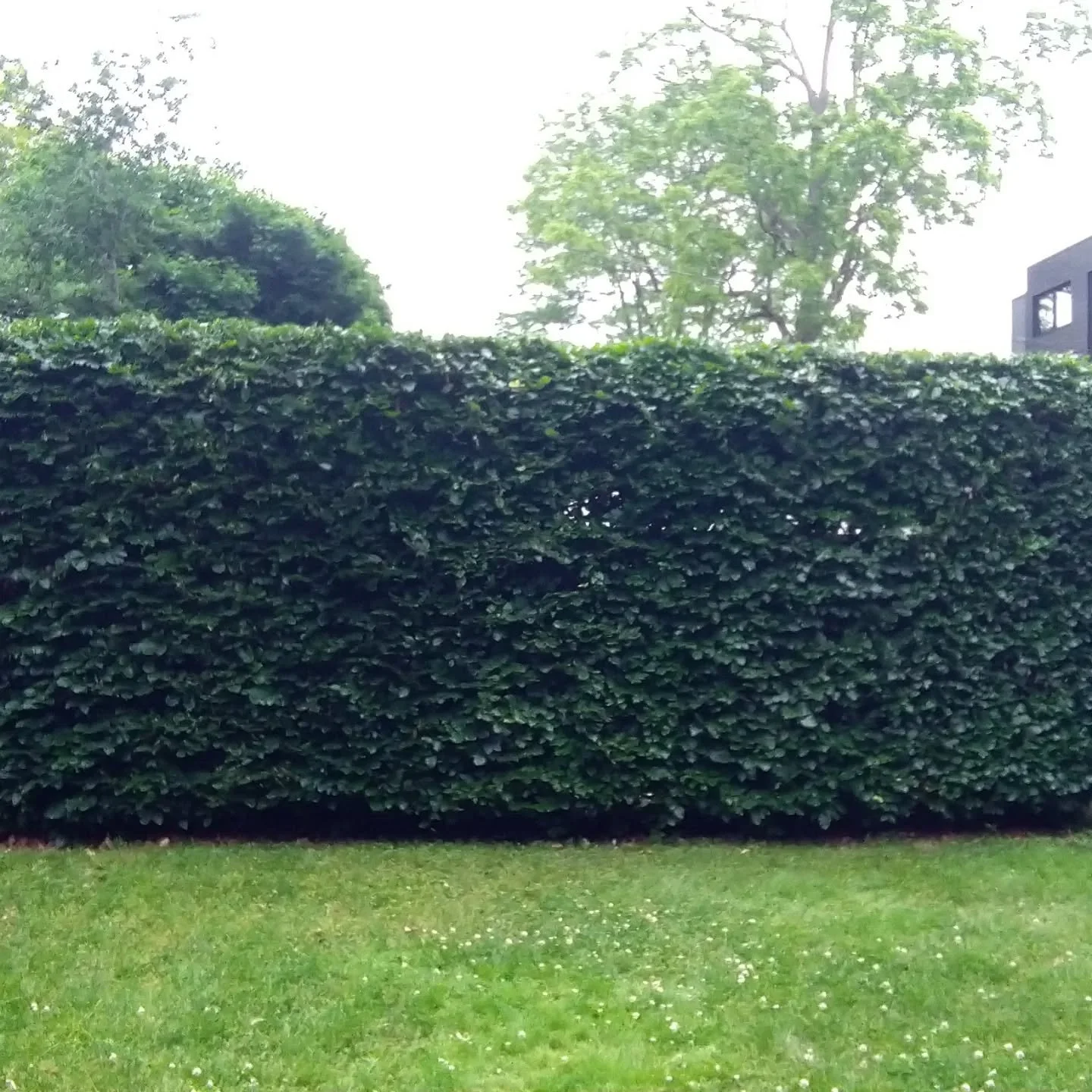 Satisfying hedge!