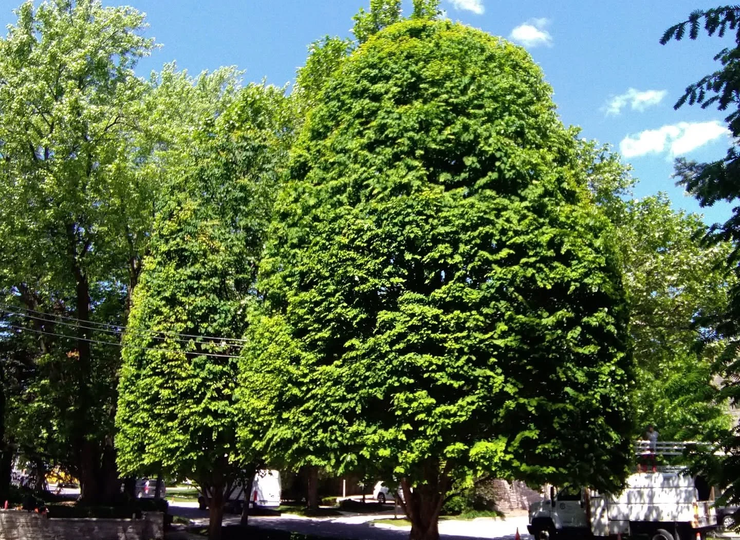 So many of my days are just shaping trees