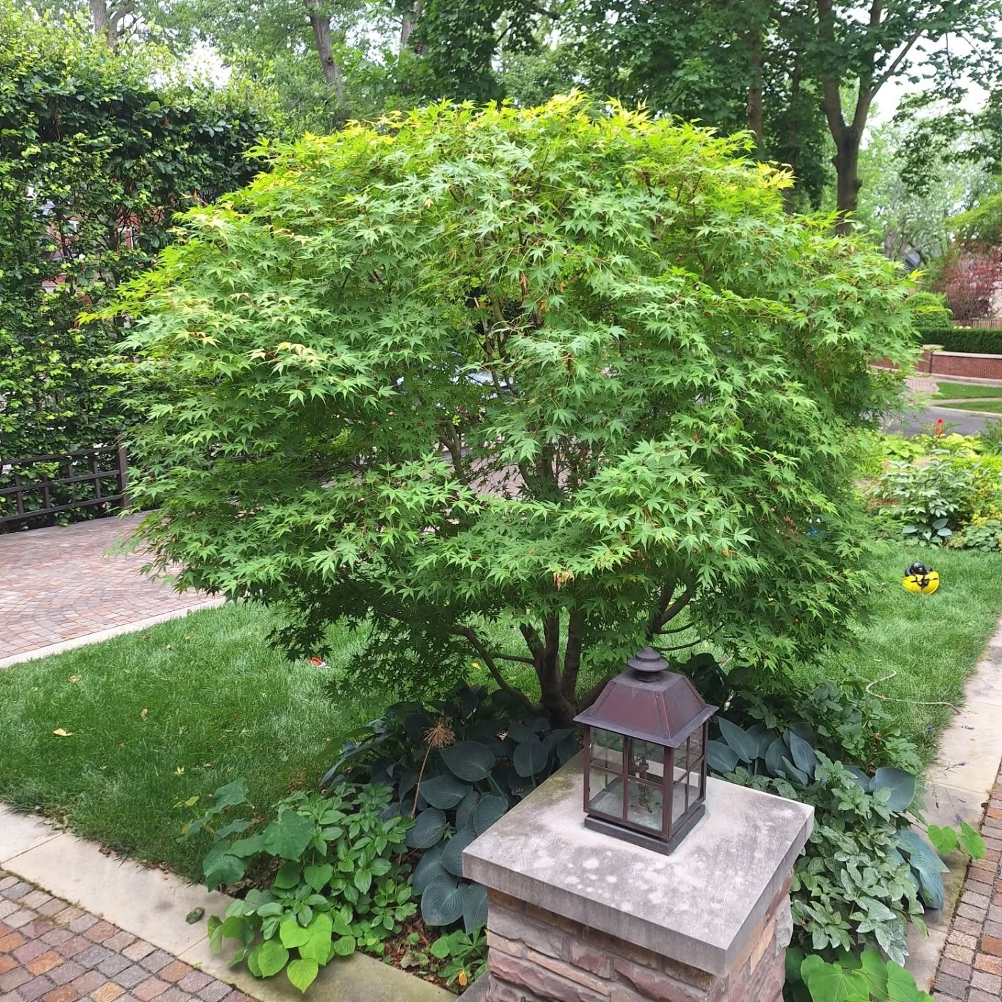 Quick morning reshape. This Japanese maple had been pruned into a vase shape repeatedly for years. This is year two of the fix job as the client wants ROUND! I would have liked to thin it out a bit but we go as per client. Would you have thinned it m