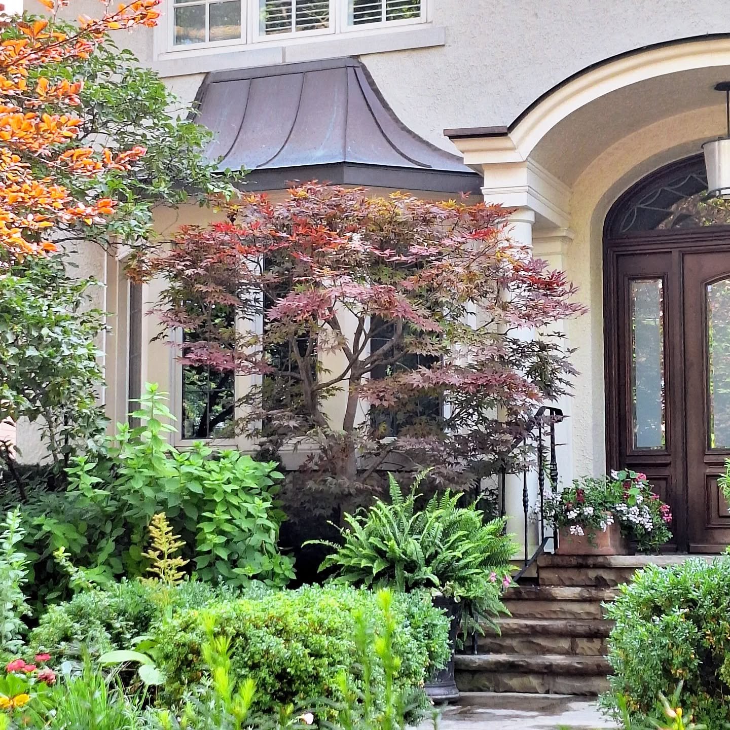 I like my Japanese Maples thinned!