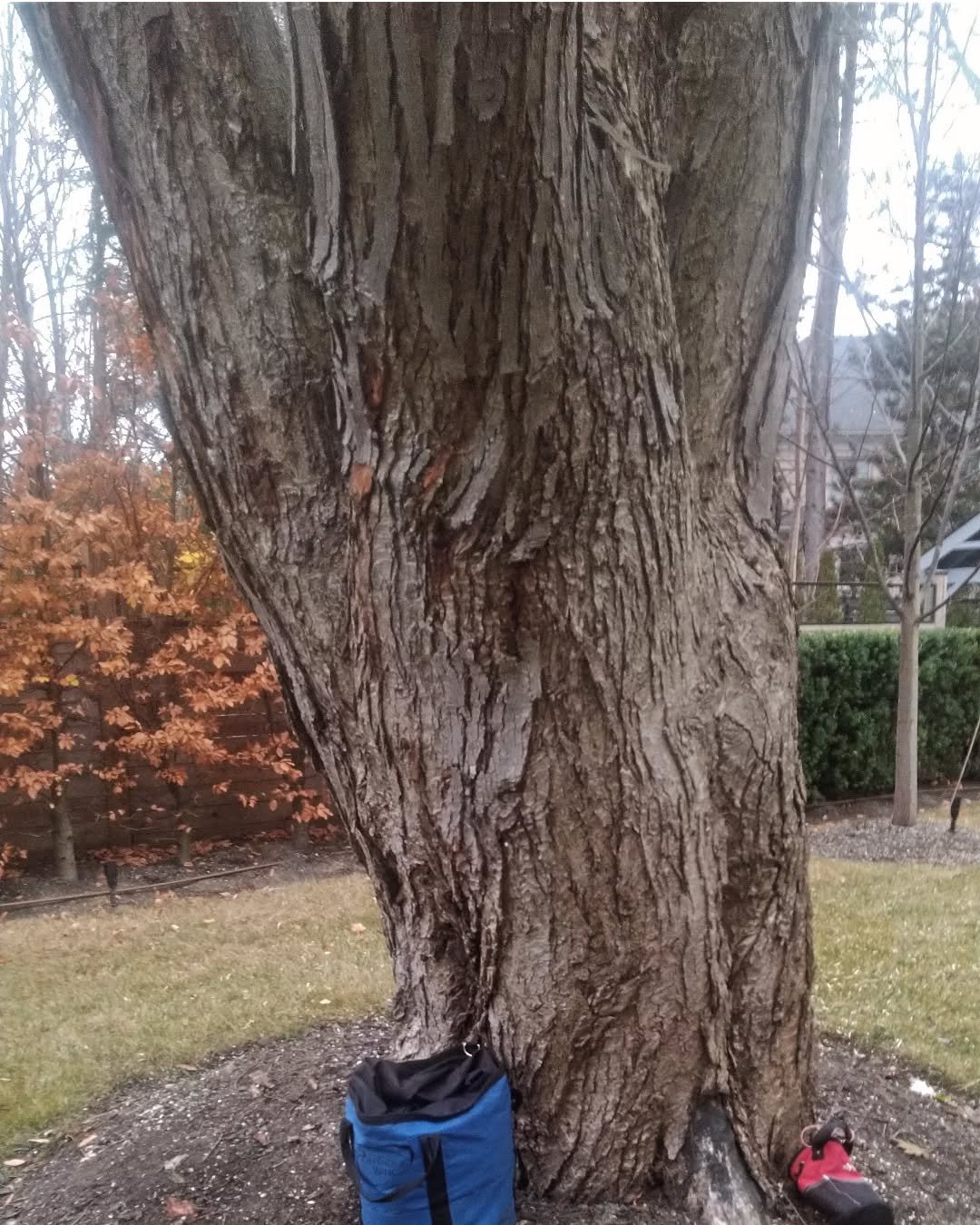 Had my first go at a 105dbh silver maple removal just before the holiday break. Fishing pole with redirects for the rigging. Big top after big top, forgot to take photos. Grateful for this experience, some trees are humbling. Some trees make you wish
