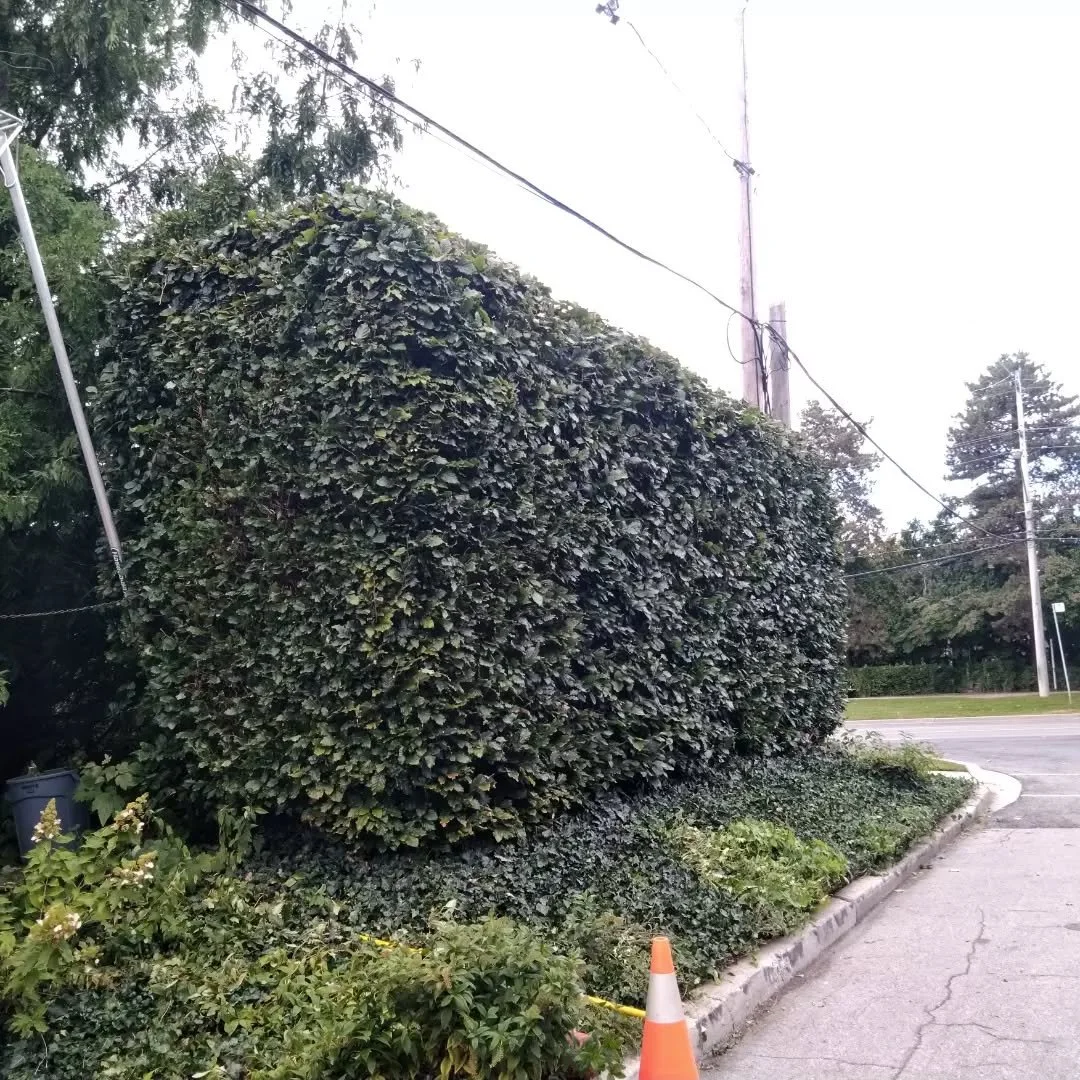 Just a fluffy and bouncy late season hedge