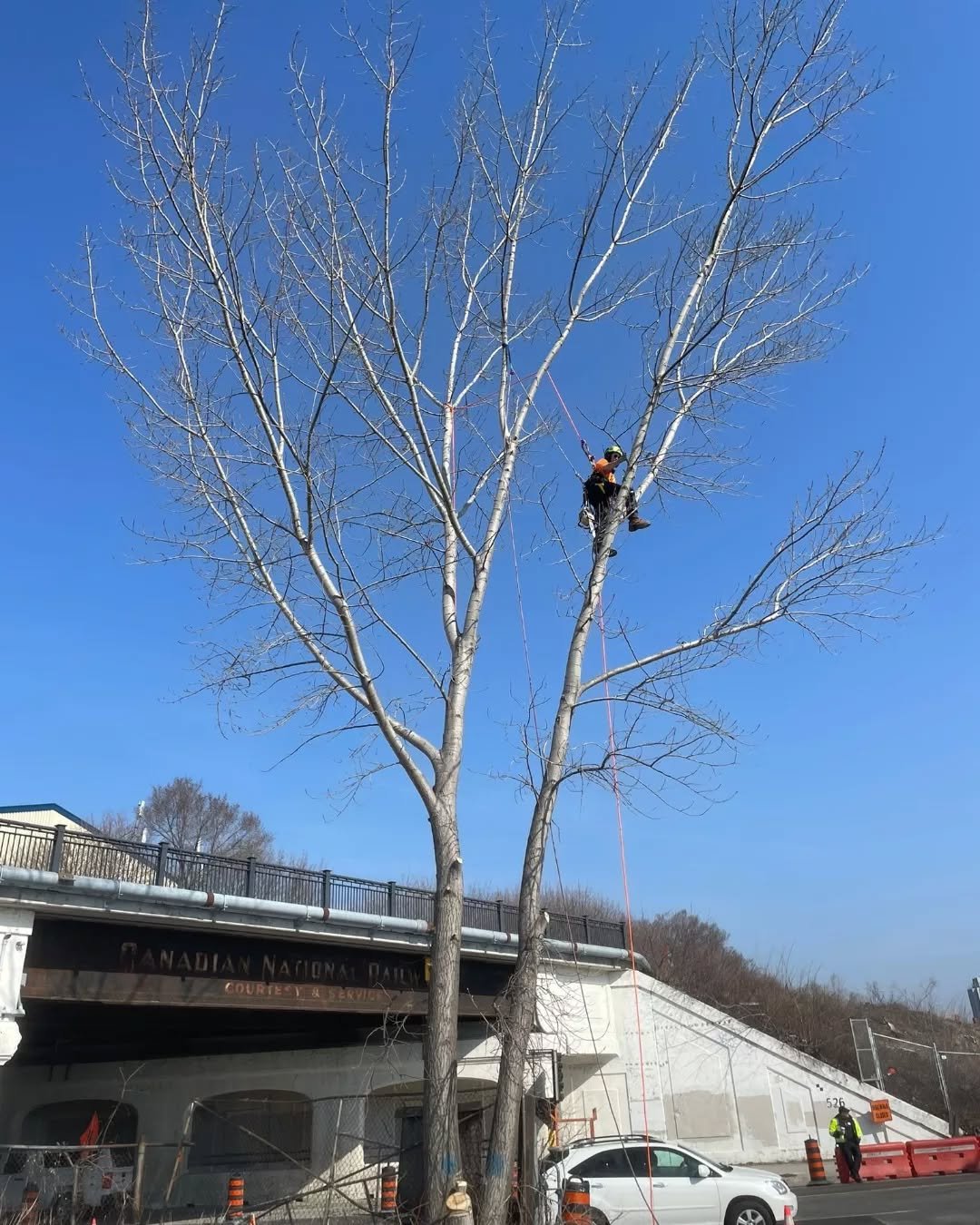 Some shots from a poplar removal I did earlier this year over Eastern Avenue.
