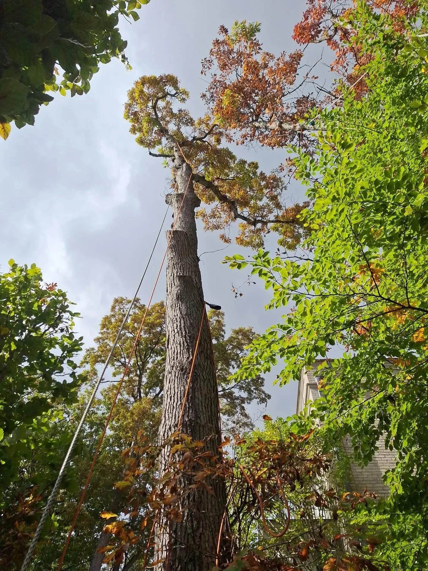 A few weeks back I made a mental note to take more progress photos while working since my profile has a lot of hedging on it, and I don't want it to seem like all I do is hedge trees. I know it's improper practice, but when you work for a larger comp