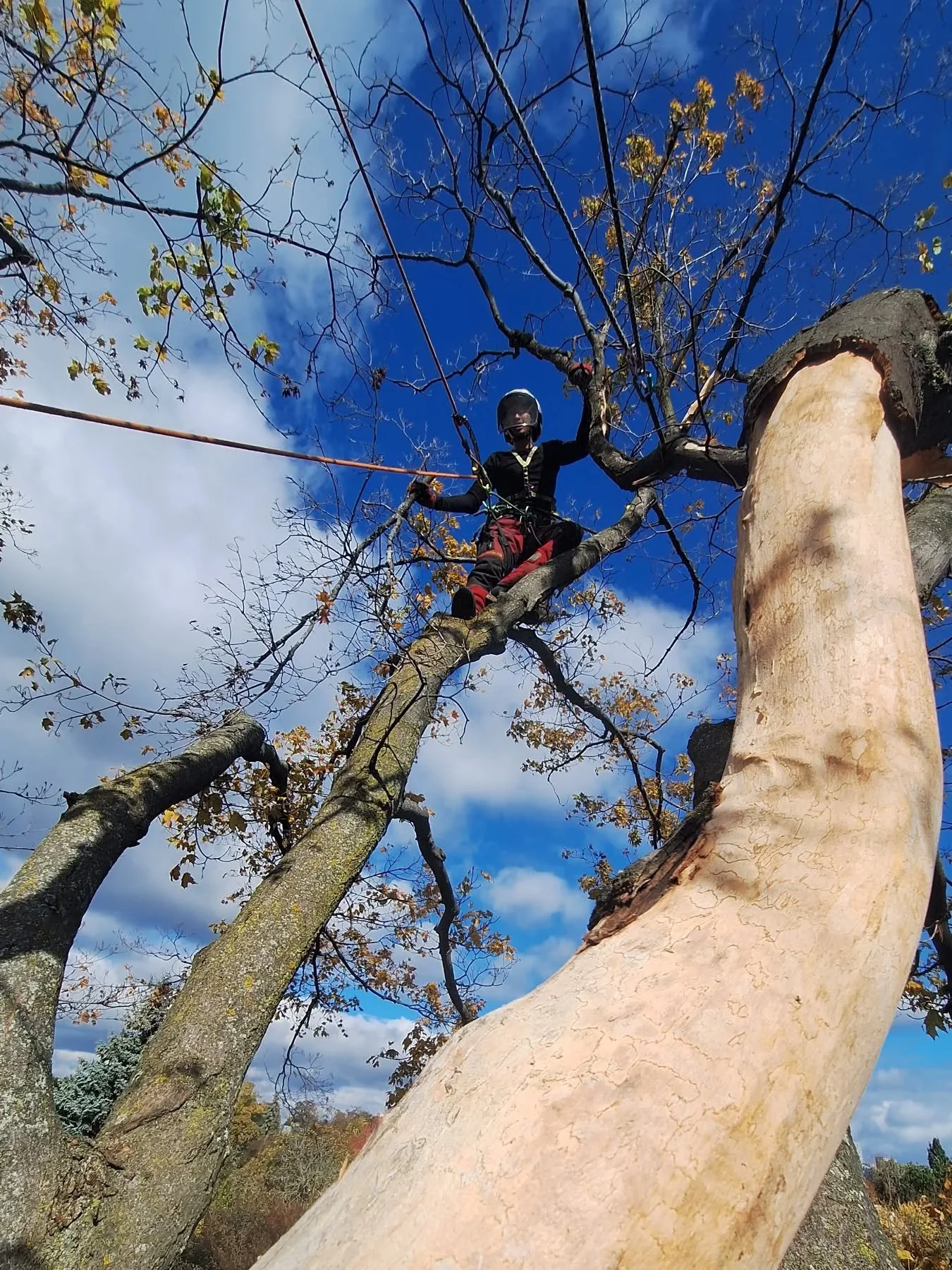 Here's a photo of Jeffrey from a mature Forest Hill sugar maple that we were deadwooding. Thankful for all my old coworkers for always having my back and pushing through to get the hard work done. For a company that stays out of the public eye, they 