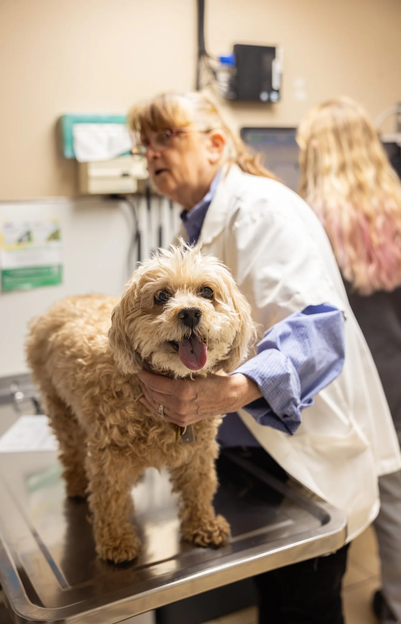 Vet examining a small, curly-haired dog on an examination table at a veterinary clinic.