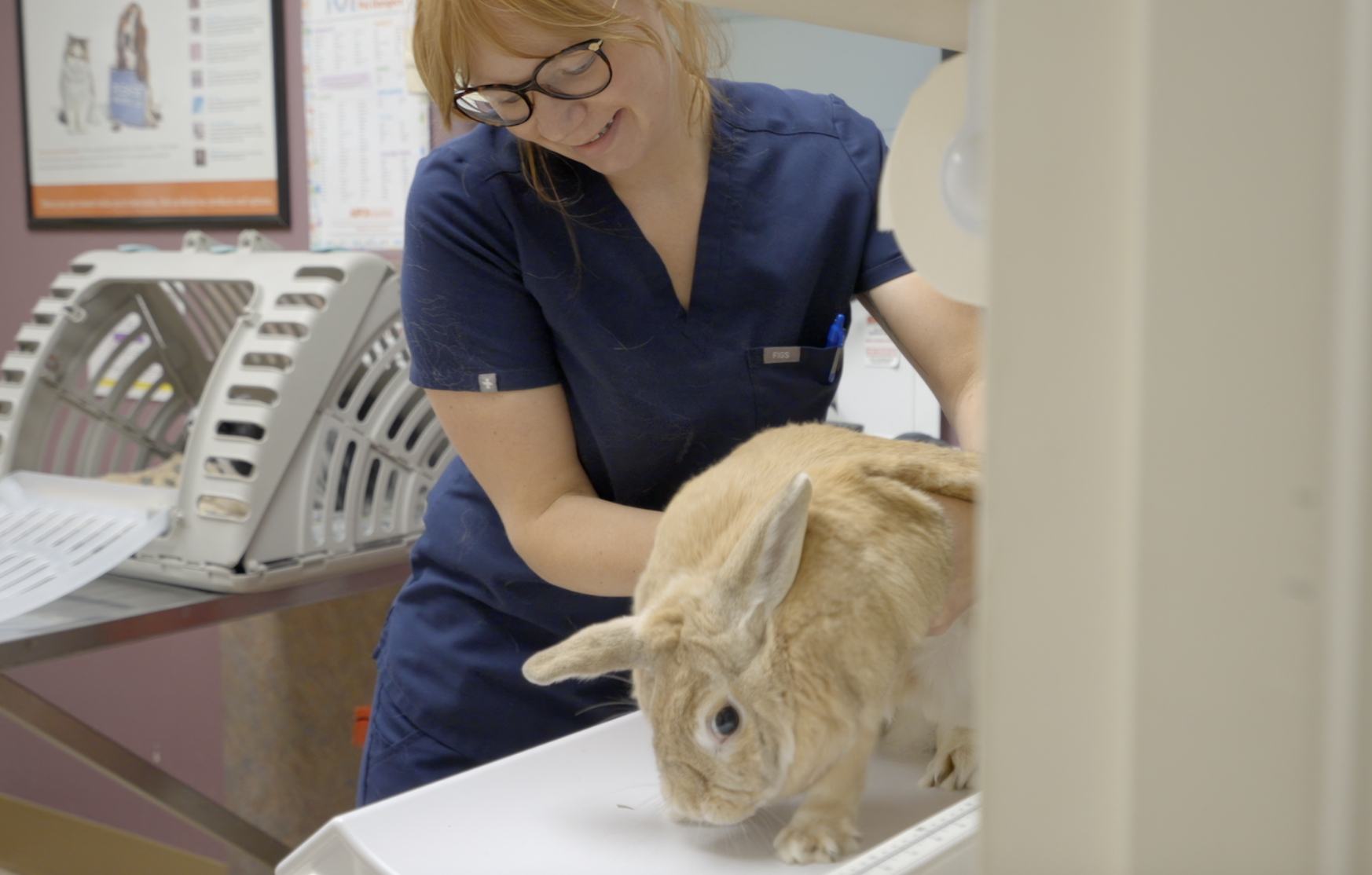 A veterinarian veterinary technician examining a tan rabbit on a veterinary scale in a clinic.