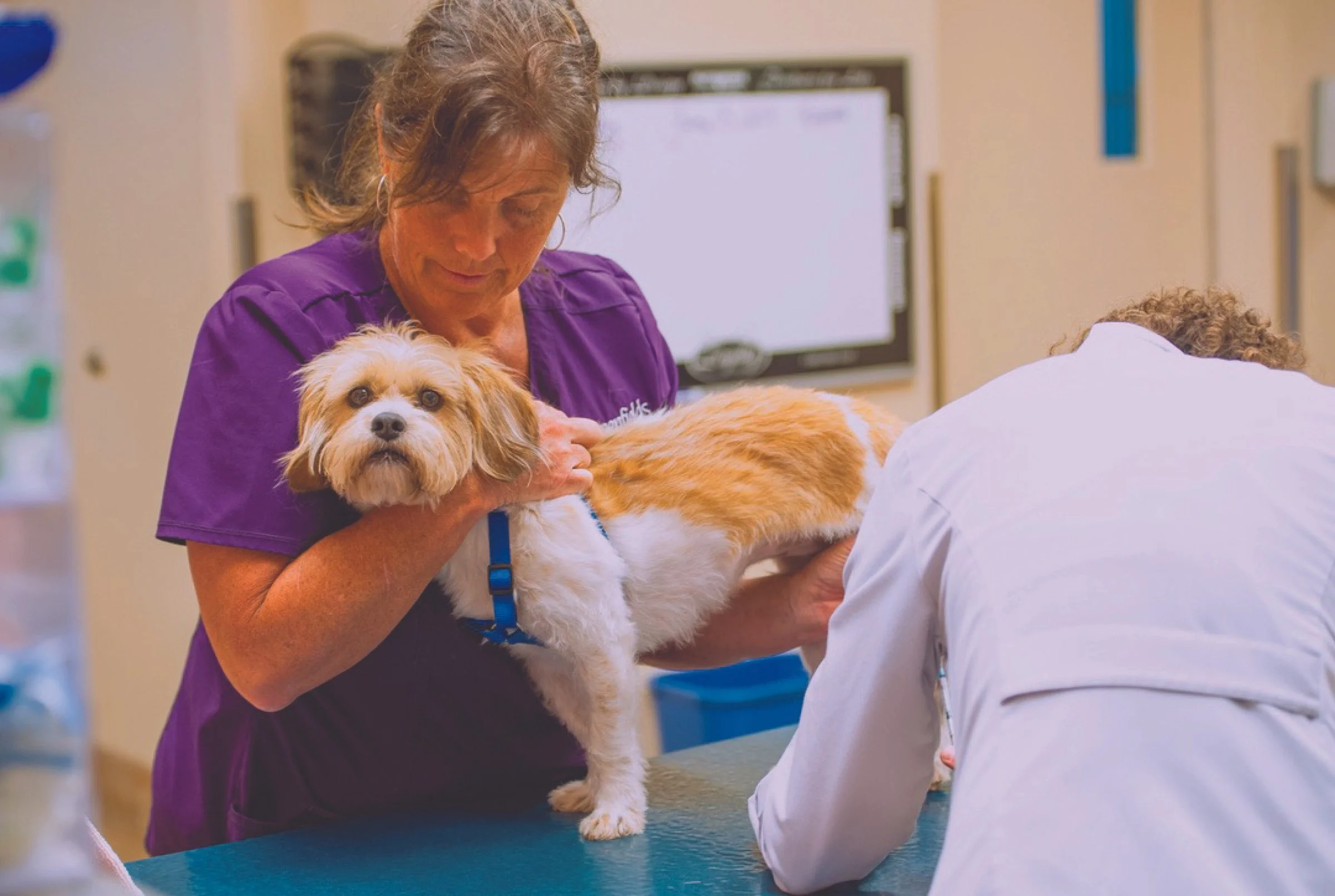 A woman in purple scrubs holds a small dog on an examination table at a veterinary clinic, with a veterinarian in white examining the dog.