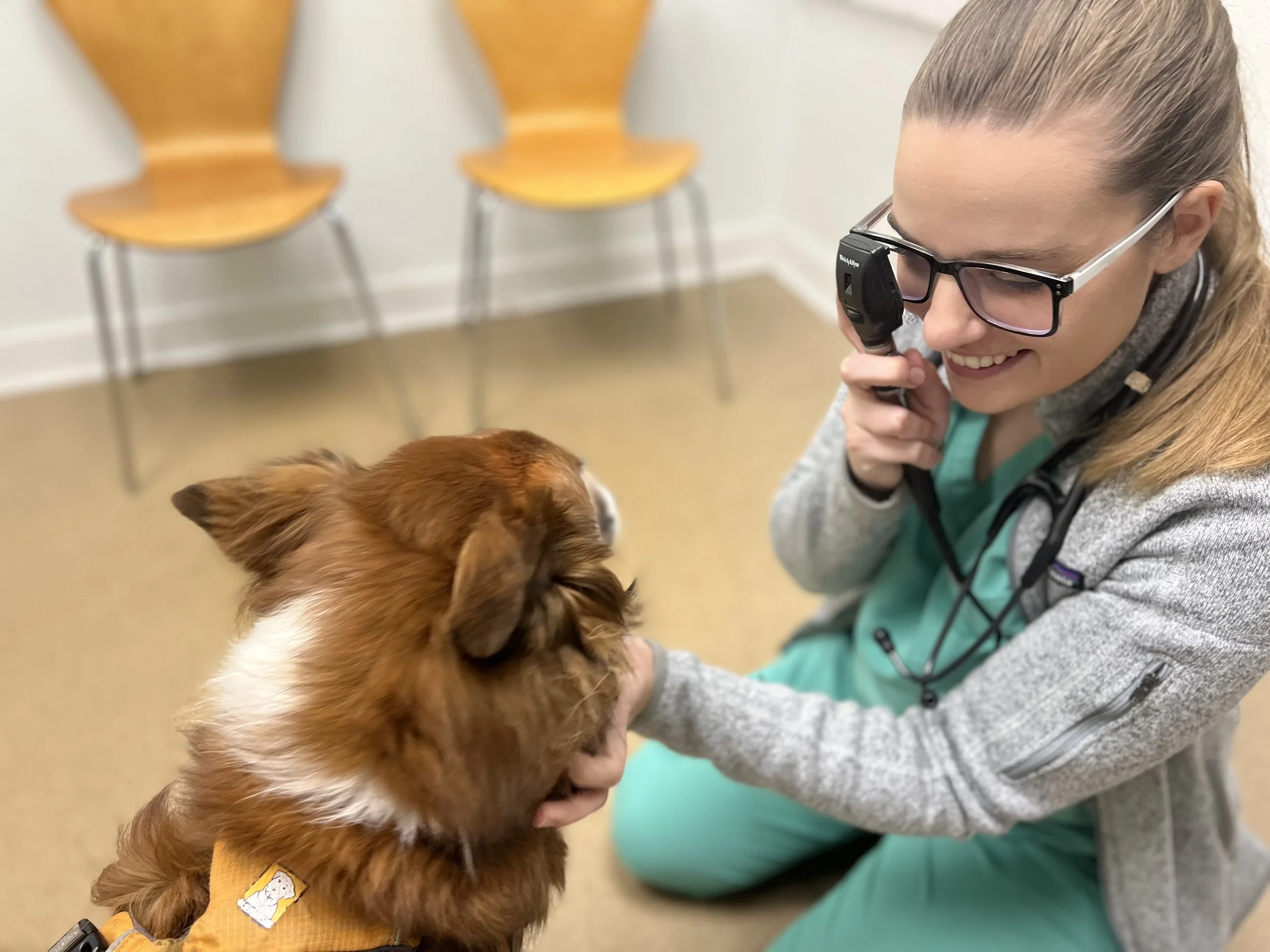 A veterinarian wearing glasses and a stethoscope examining a small brown dog with a white chest using an otoscope in a clinic room with beige flooring and three chairs in the background.