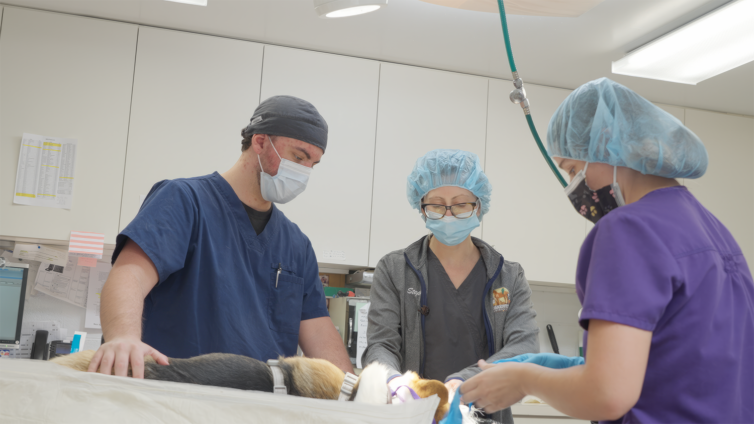 Three veterinary professionals, wearing scrubs, surgical masks, and hair covers, are performing a procedure on a dog lying on an examination table in a clinical setting.