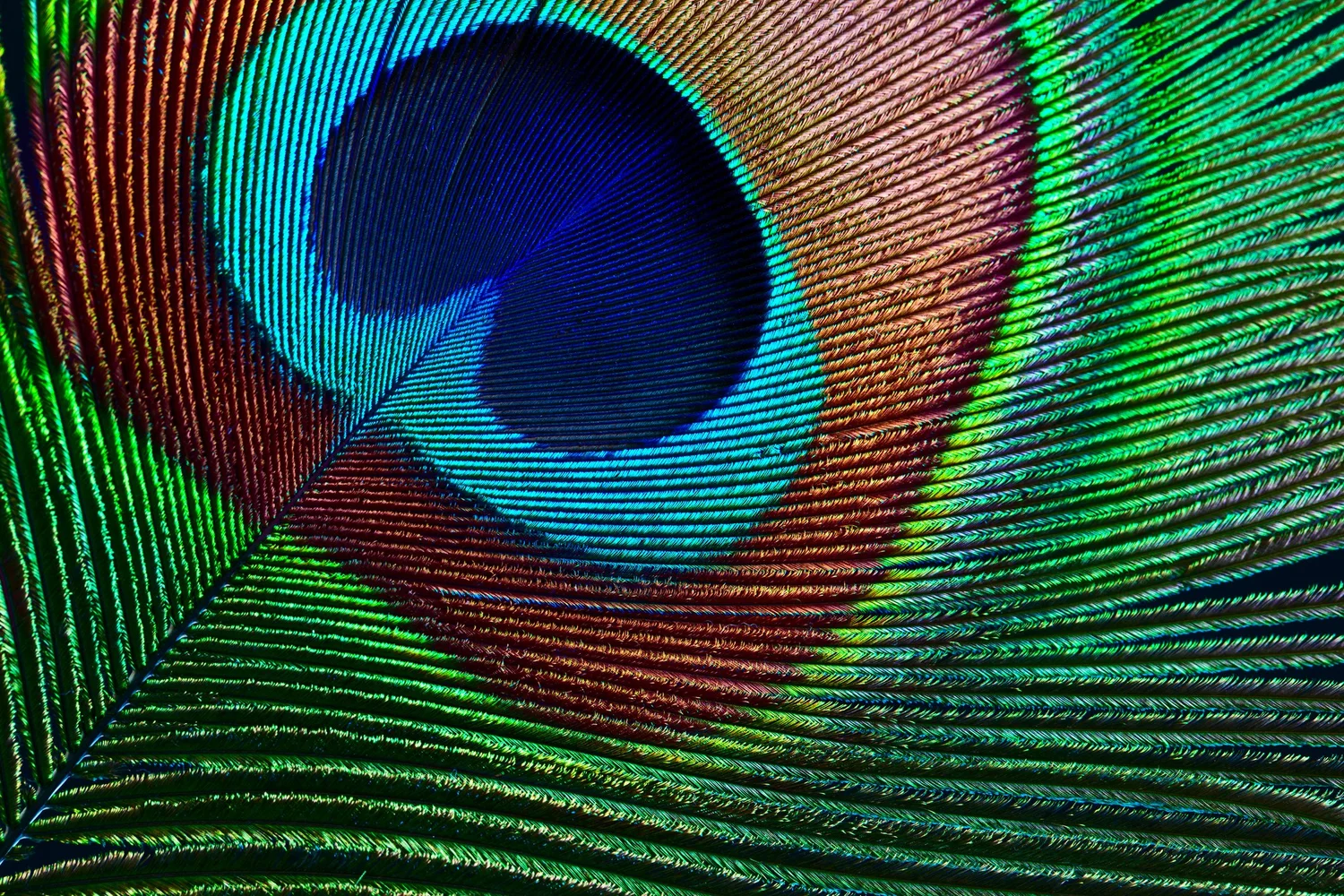 A Journey of Peacocks