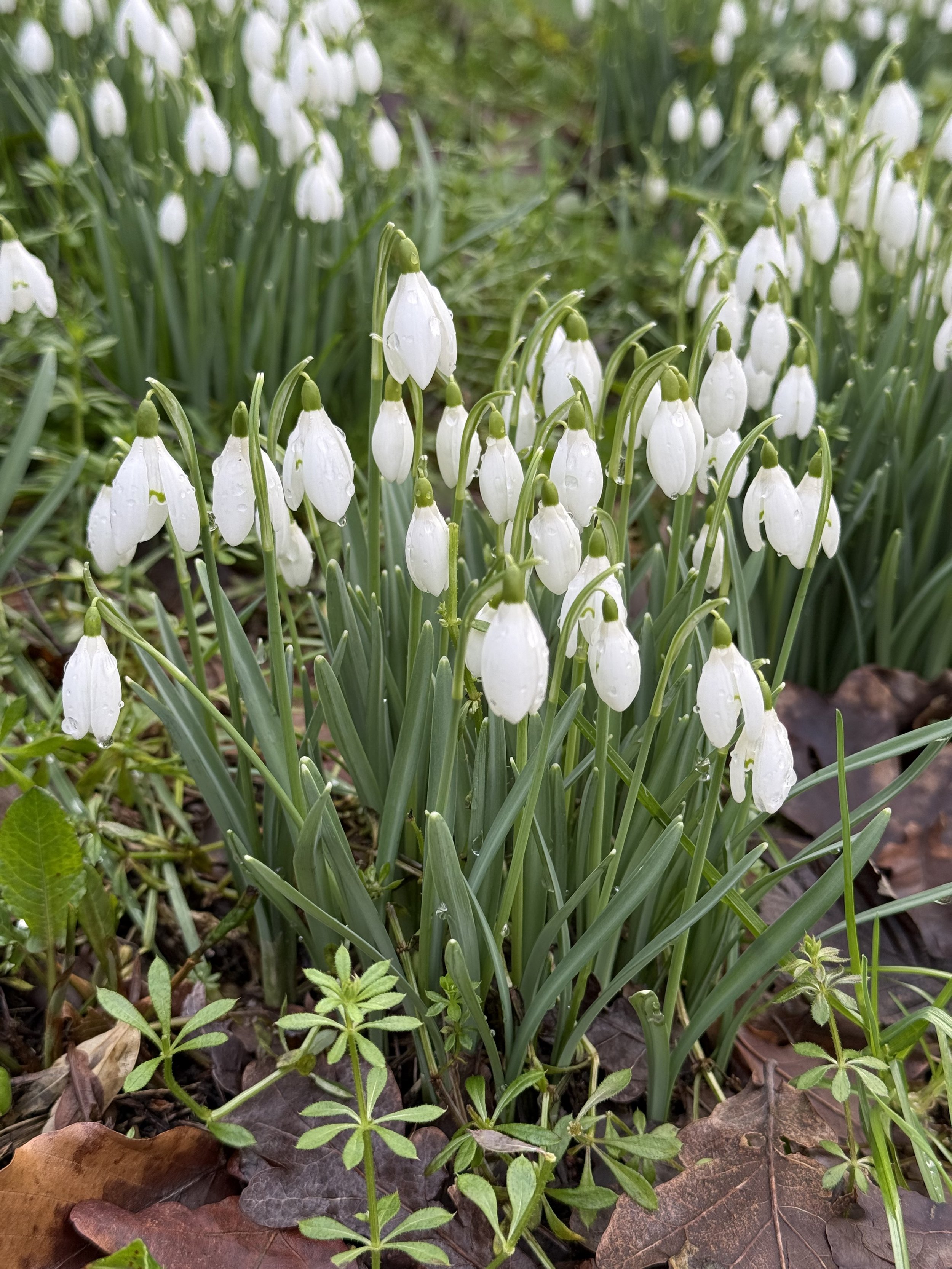 Cluster of blooming snowdrop flowers with water droplets, surrounded by green leaves and fallen brown leaves.