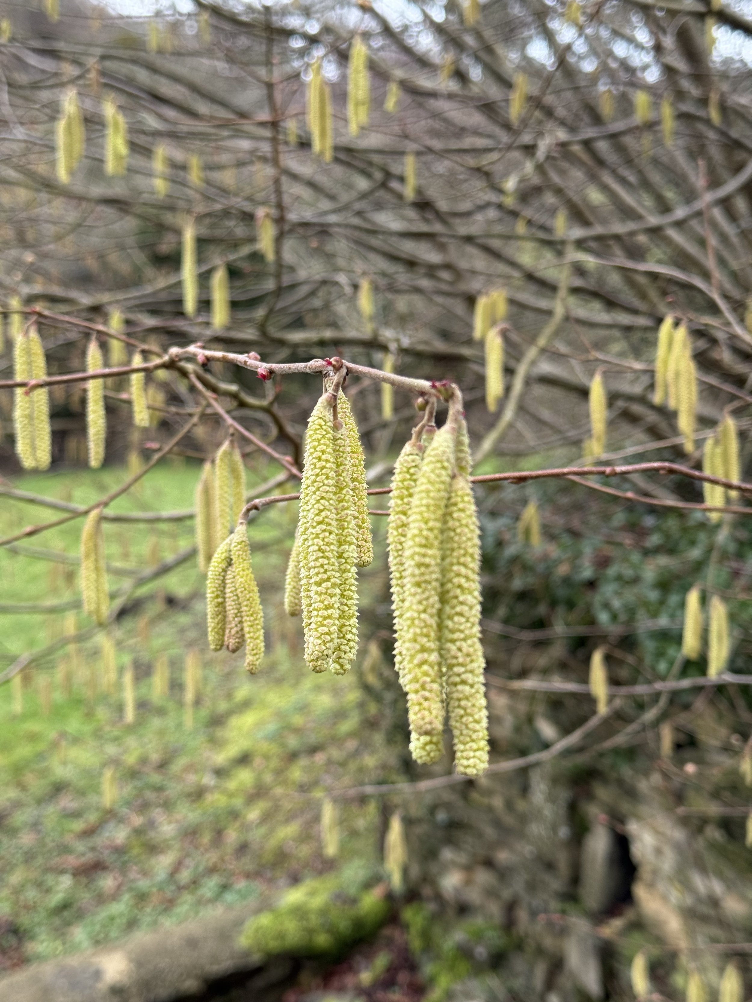 Close-up of yellowish-green catkins hanging from a leafless tree branch in a garden.