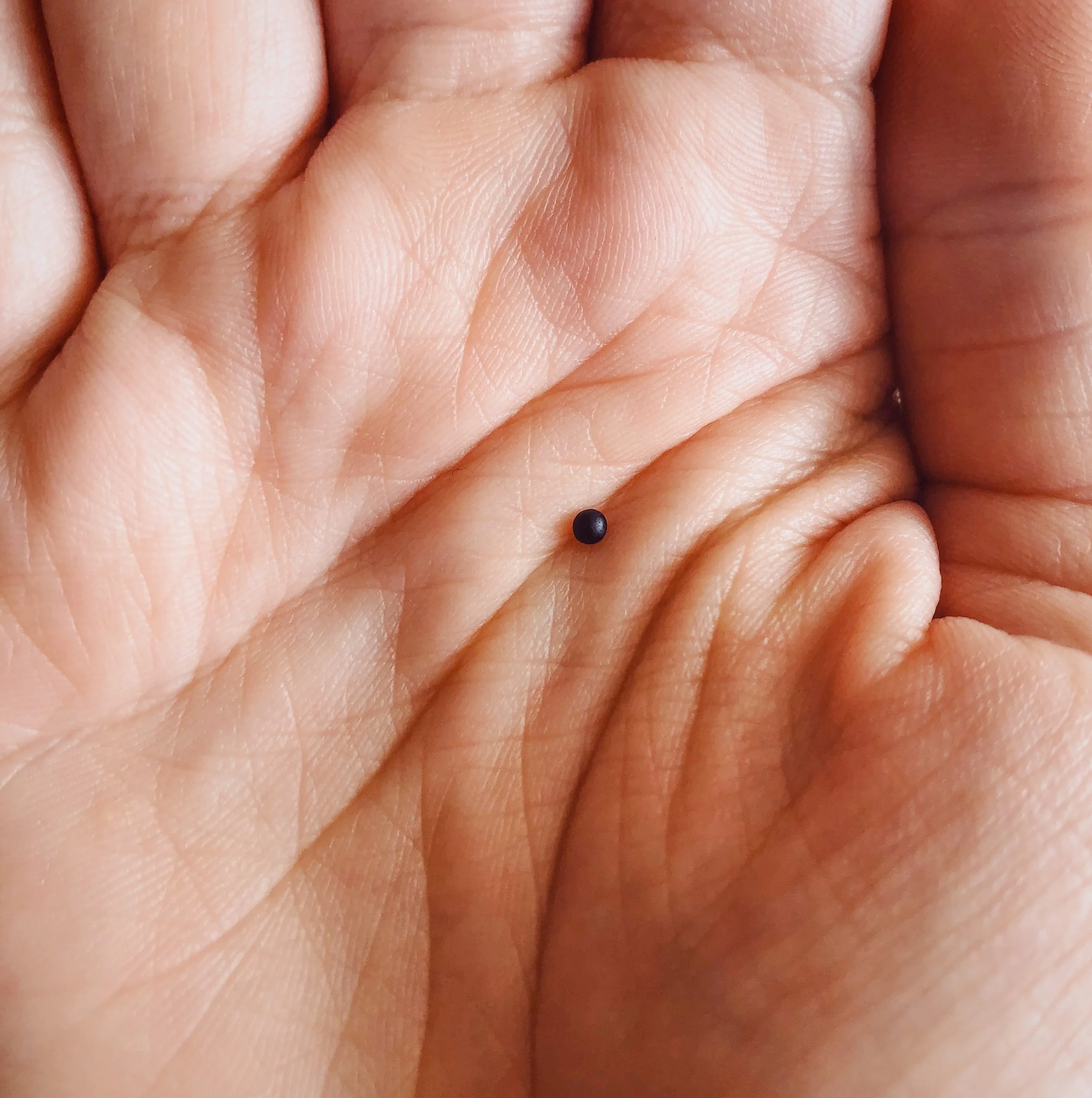 Primordial Black Hole