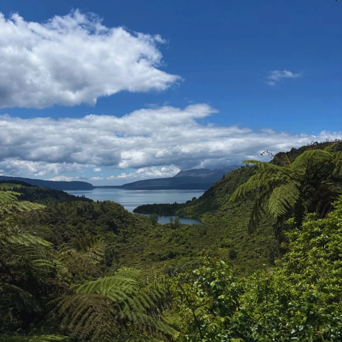 One thing about Aotearoa.. you never miss the scenery.

@rotoruanz 
@bayofplentynz 

#joyridernz #rotoruanz #explorewithus #shoreexcursions