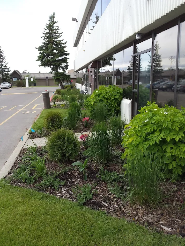Landscaped garden bed with green shrubs, pink flowers, and tall ornamental grass next to a modern commercial building with glass windows.