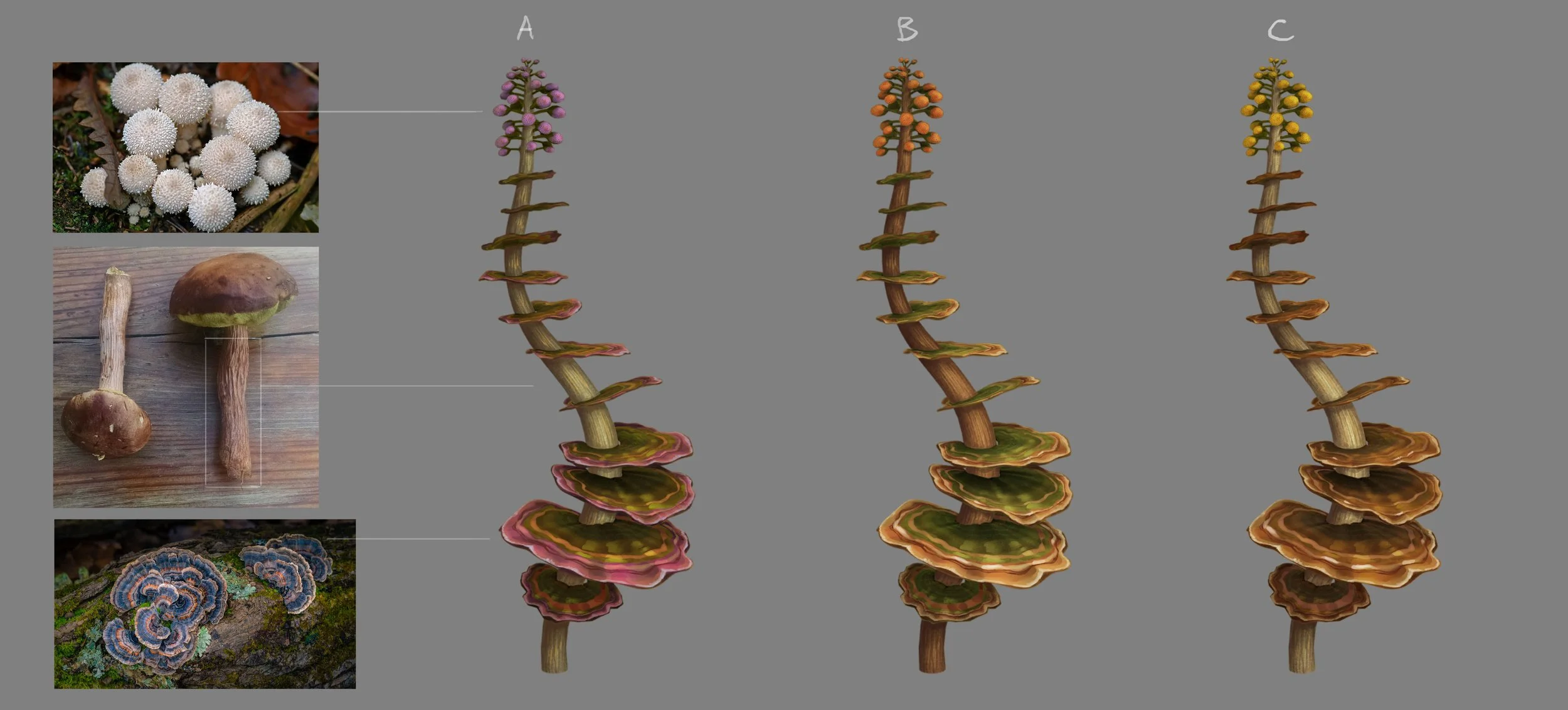 Comparison of three different types of mushrooms and fungi with illustrative diagrams of their growth stages and variations in appearance.