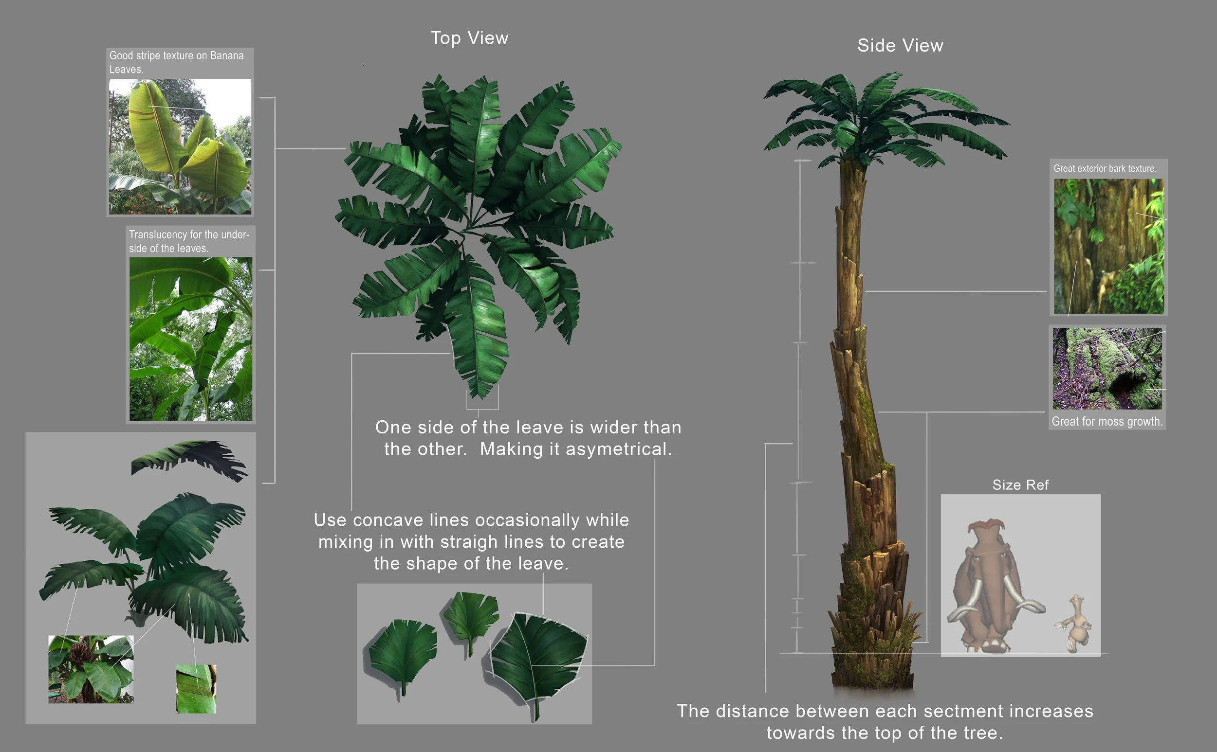 Diagram of a banana tree showing top view and side view, with details of leaf structure, trunk, and bark texture, including close-ups of banana leaves, trunk bark and moss.