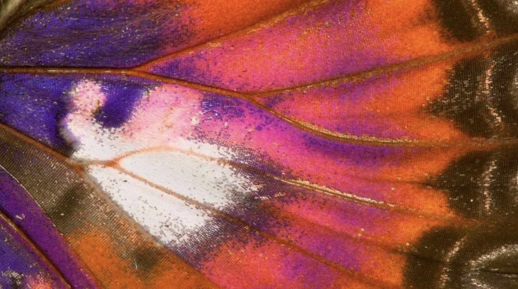 Brand Color Forecast