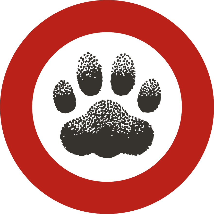 Caroline Activities Team