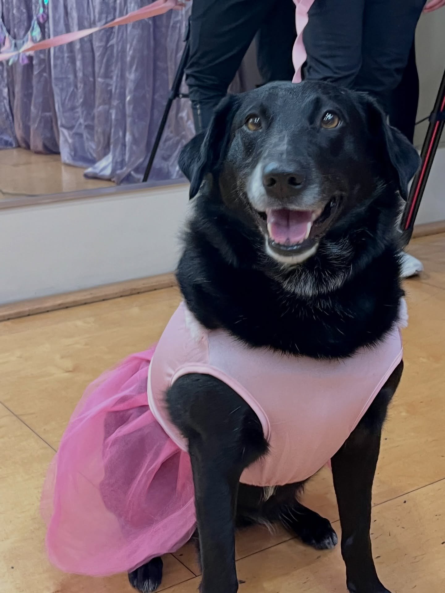 What a special first class!! Monica had such a fun time that she wore her tutu the rest of the day! 🩰

#dogsofla #dogsoflosangeles #dogdance