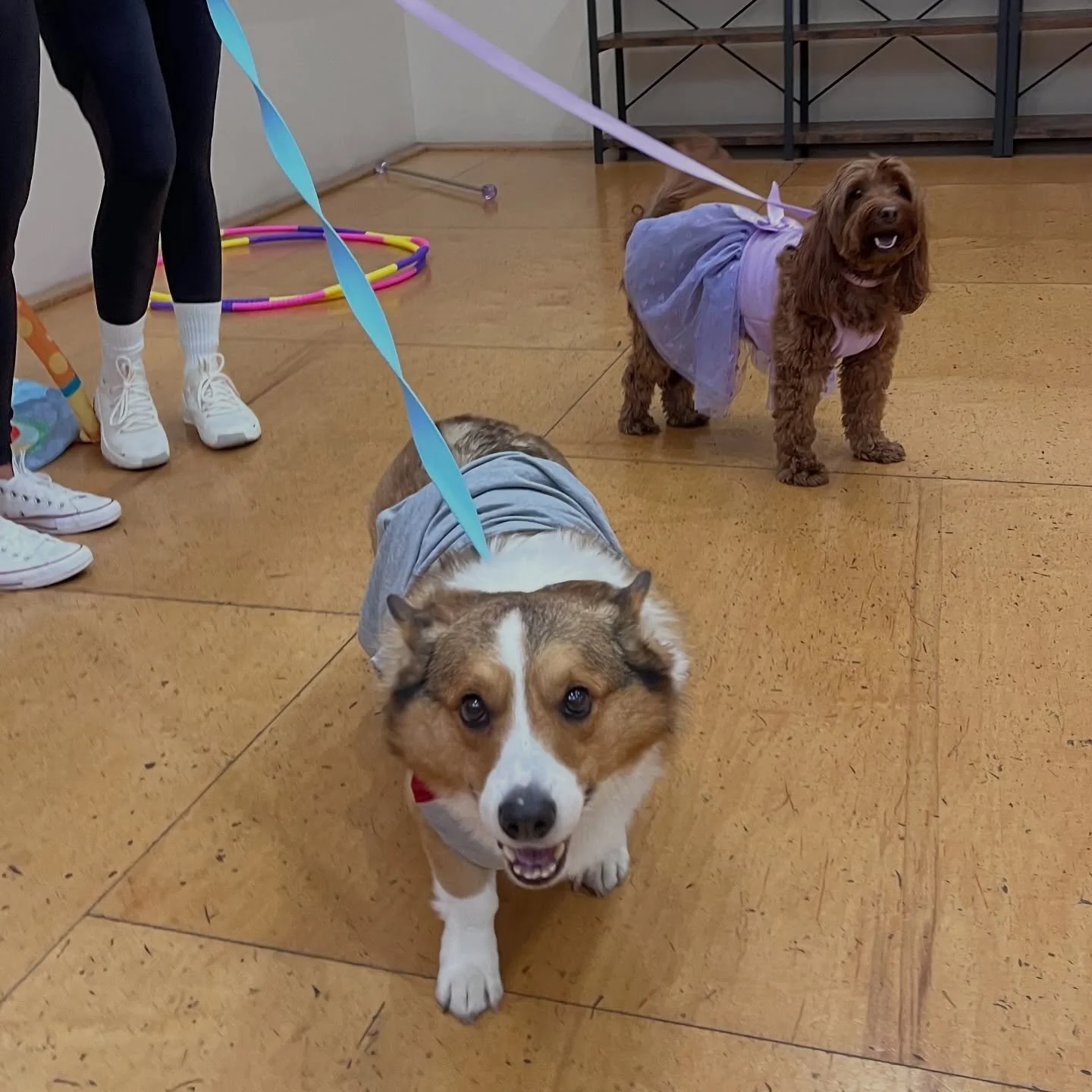 Bear &amp; Molly were two very happy pups in our Sunday class!

#dogsofla #dogsoflosangeles #dancingdogs