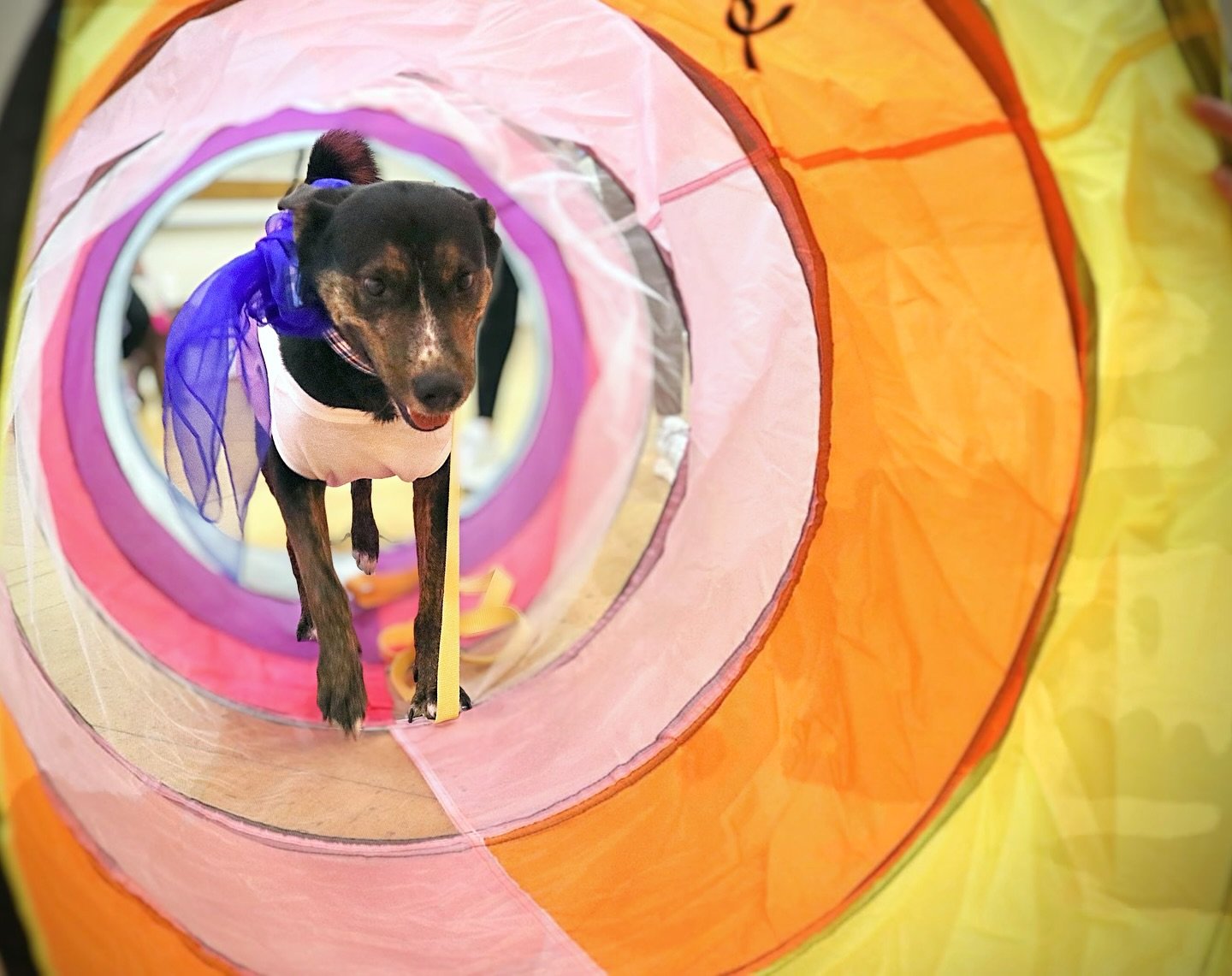 Introducing&hellip;Sir Henry 👑

#dogsofla #dogsoflosangeles