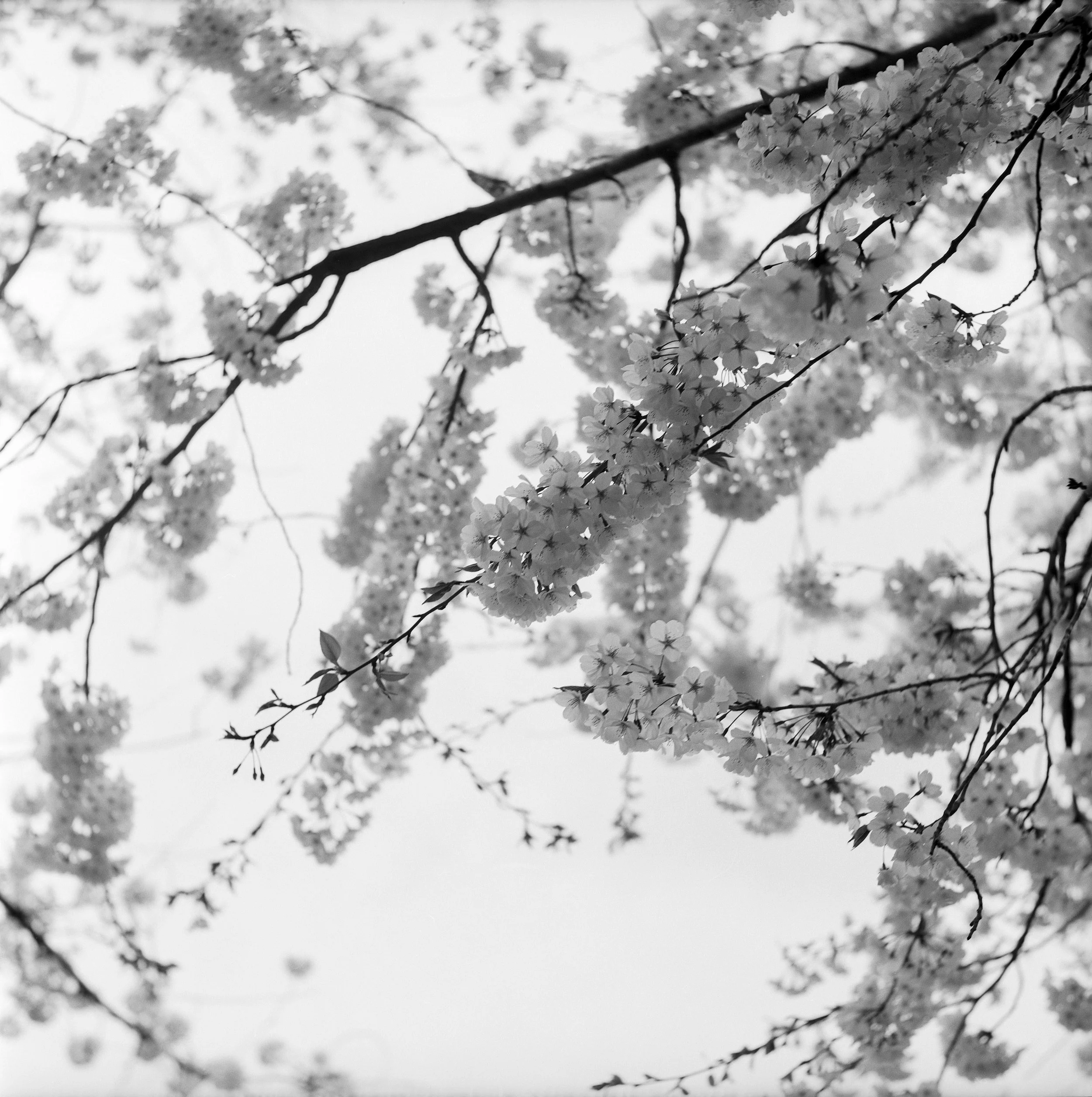 In Our Memory #2, 2025