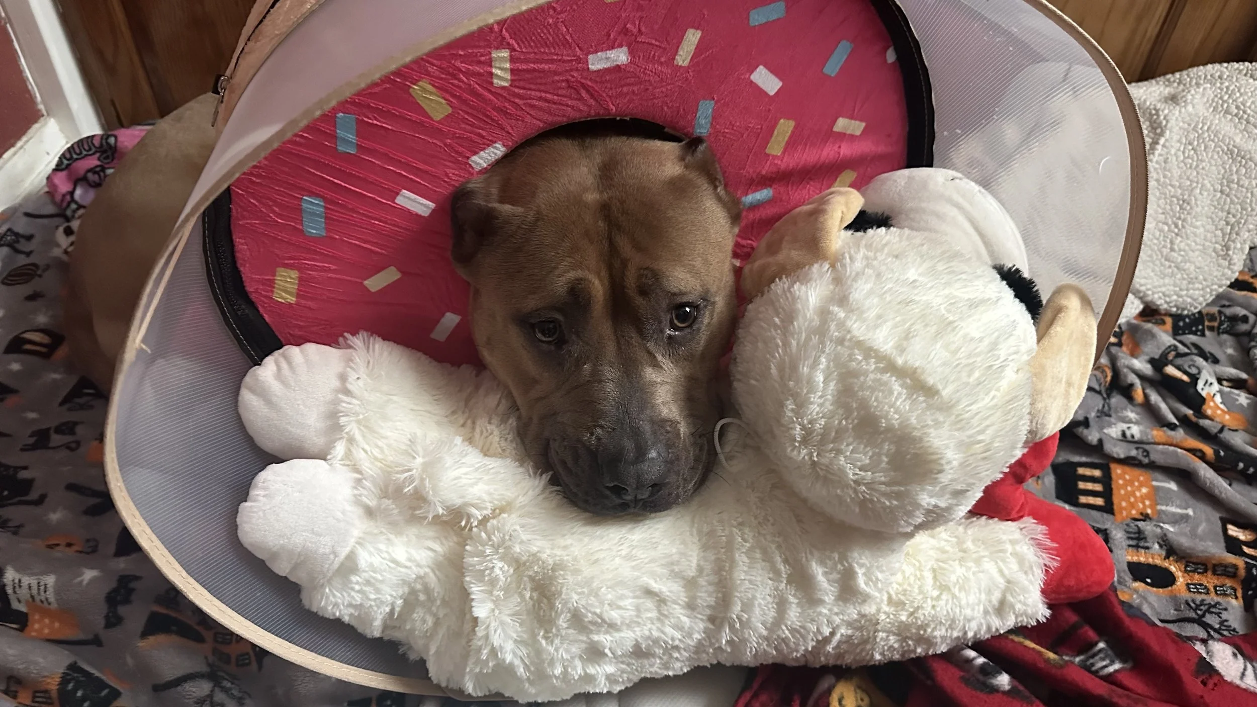 On Anticipatory Grief, Tough Pet Diagnoses, and Making the Euthanasia Call